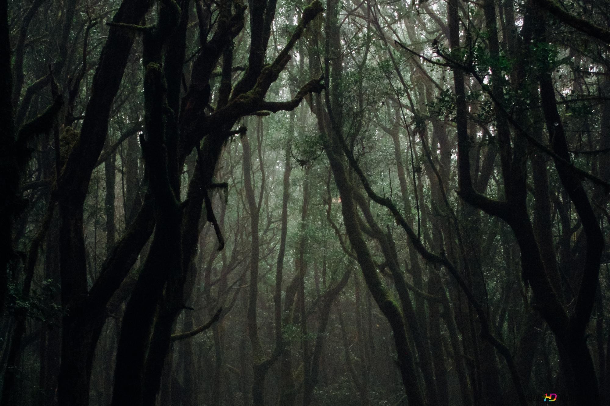 2000x1333 Creepy forest 2K wallpaper download