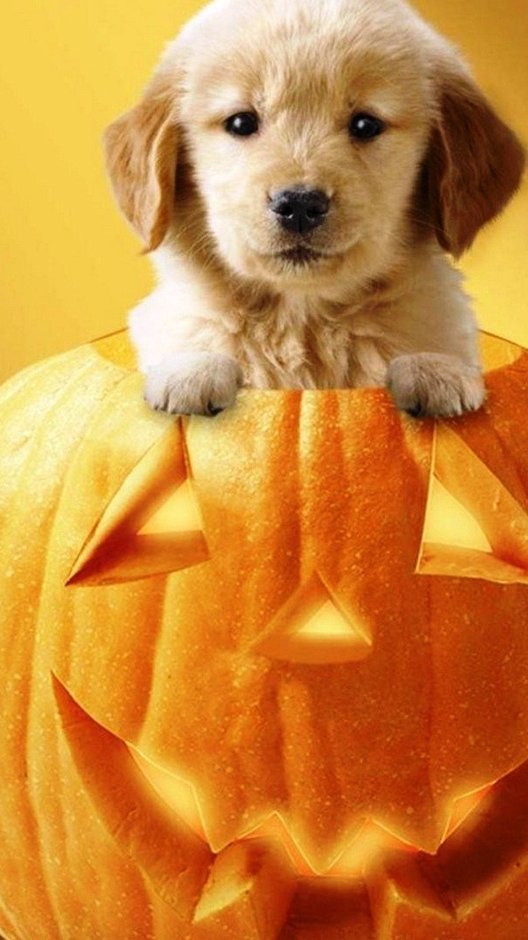 1080x1920 Free download Cute Halloween Phone Wallpaper 2022 Phone Wallpaper HD [1080x1920] for your Desktop, Mobile & Tablet. Explore Cute Halloween 2022 Wallpaper. Cute Halloween Background, Cute Halloween Background, Cute Halloween Wallpaper