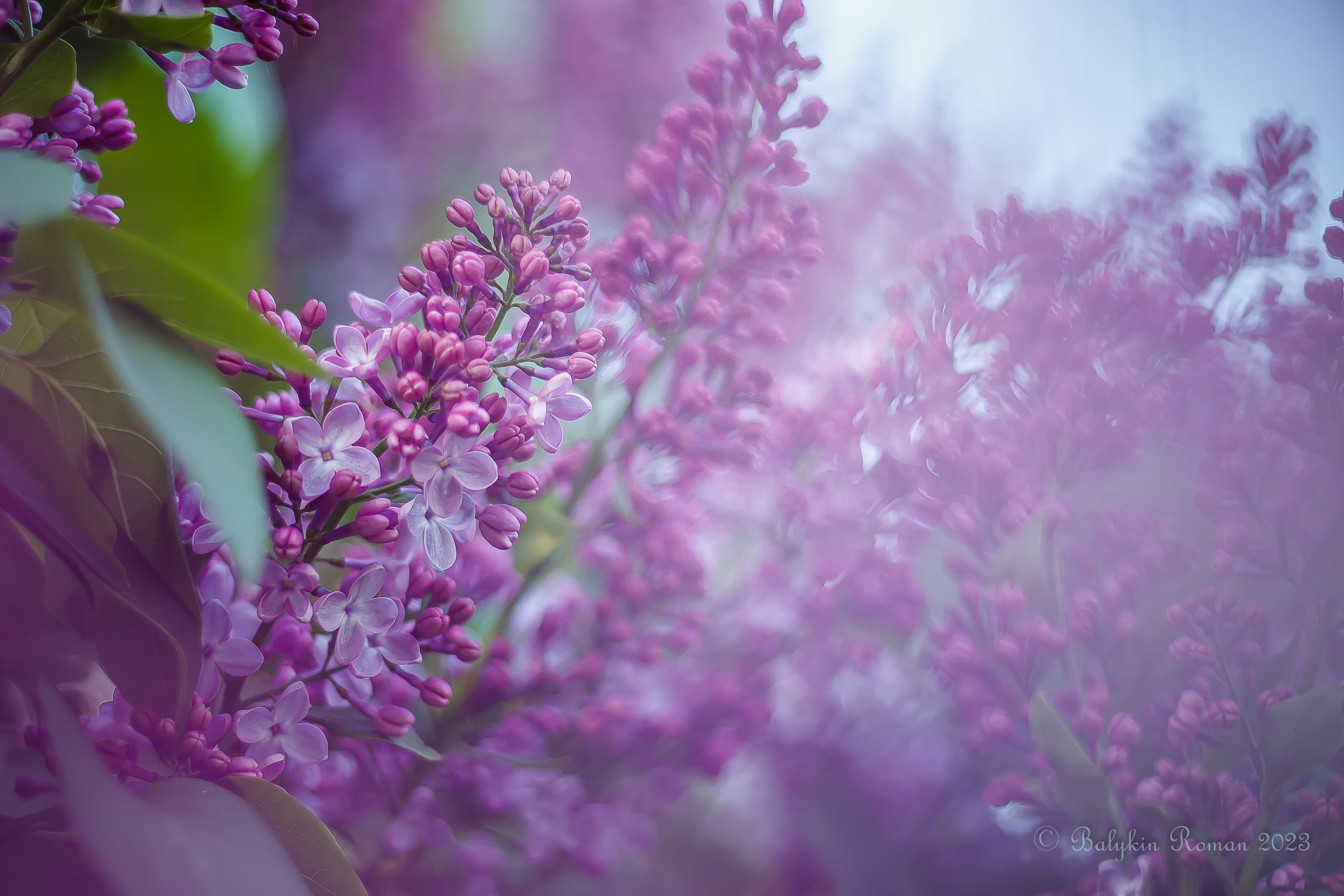 2560x1707 Nature Lilac HD Wallpaper