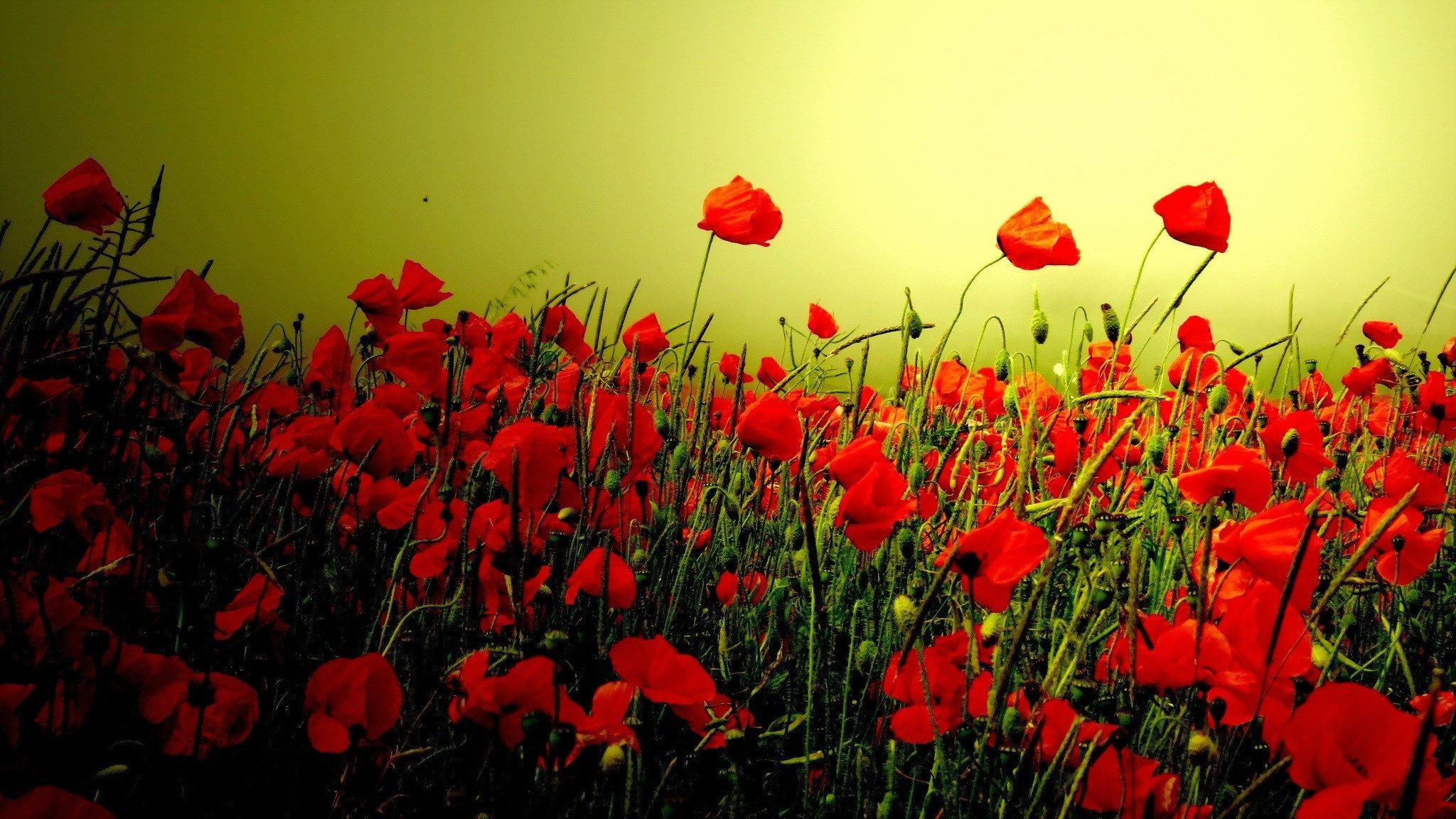 2048x1152 poppy for large deskx1152