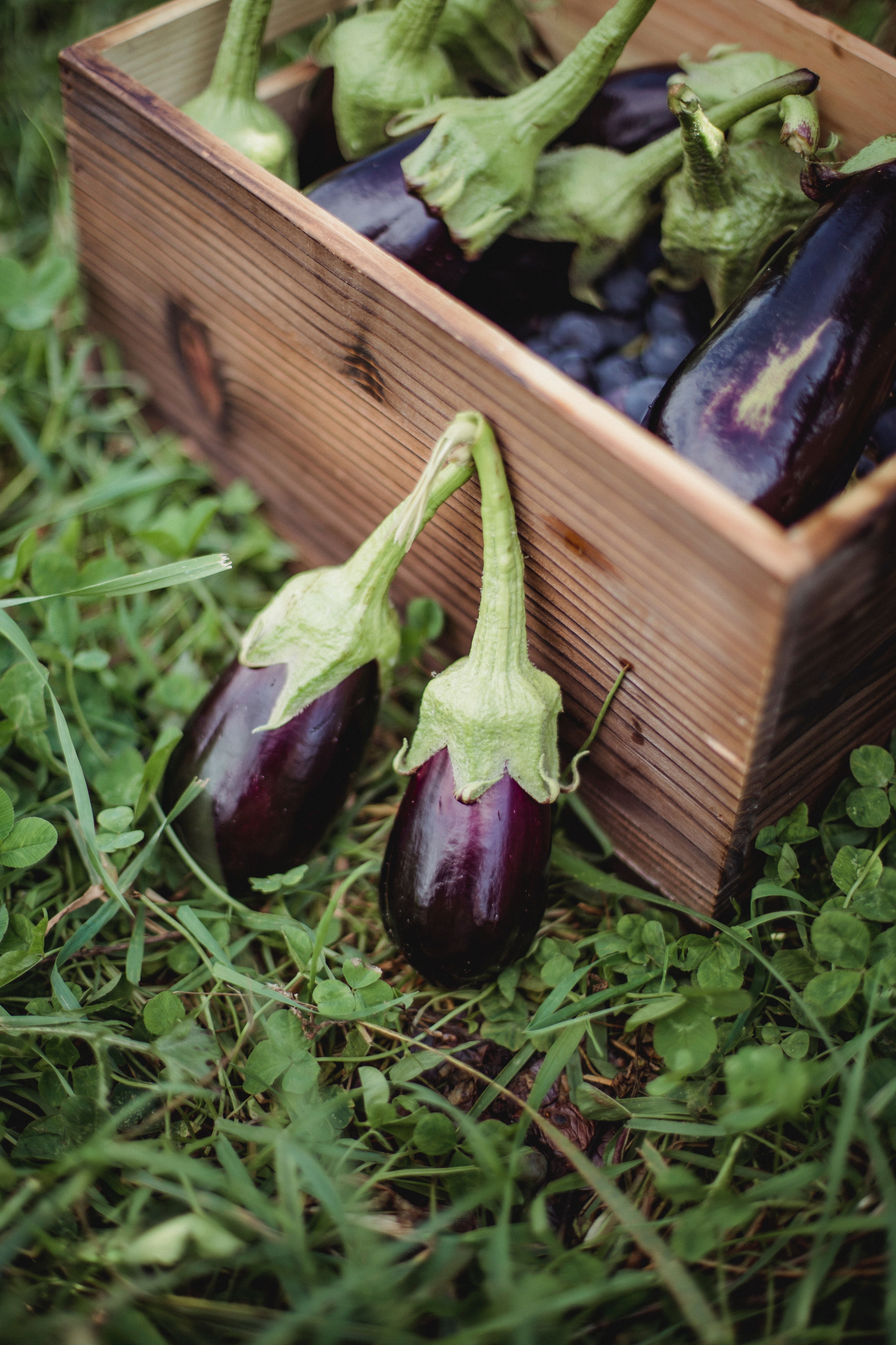 4000x6000 Eggplant Photo, Download The BEST Free Eggplant & HD Image