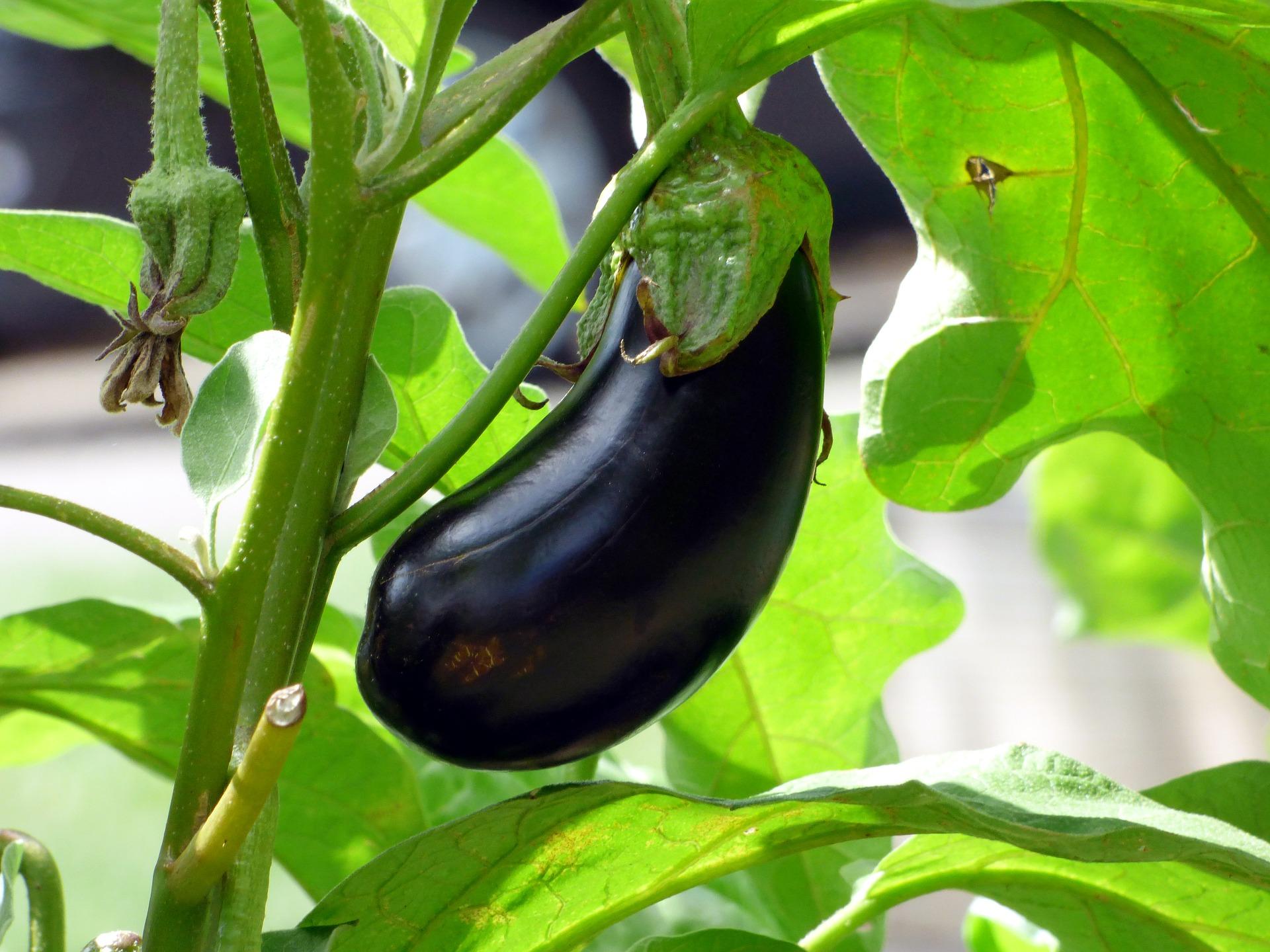 1920x1440 Growing Eggplant in a Home Garden. University of Maryland Extension