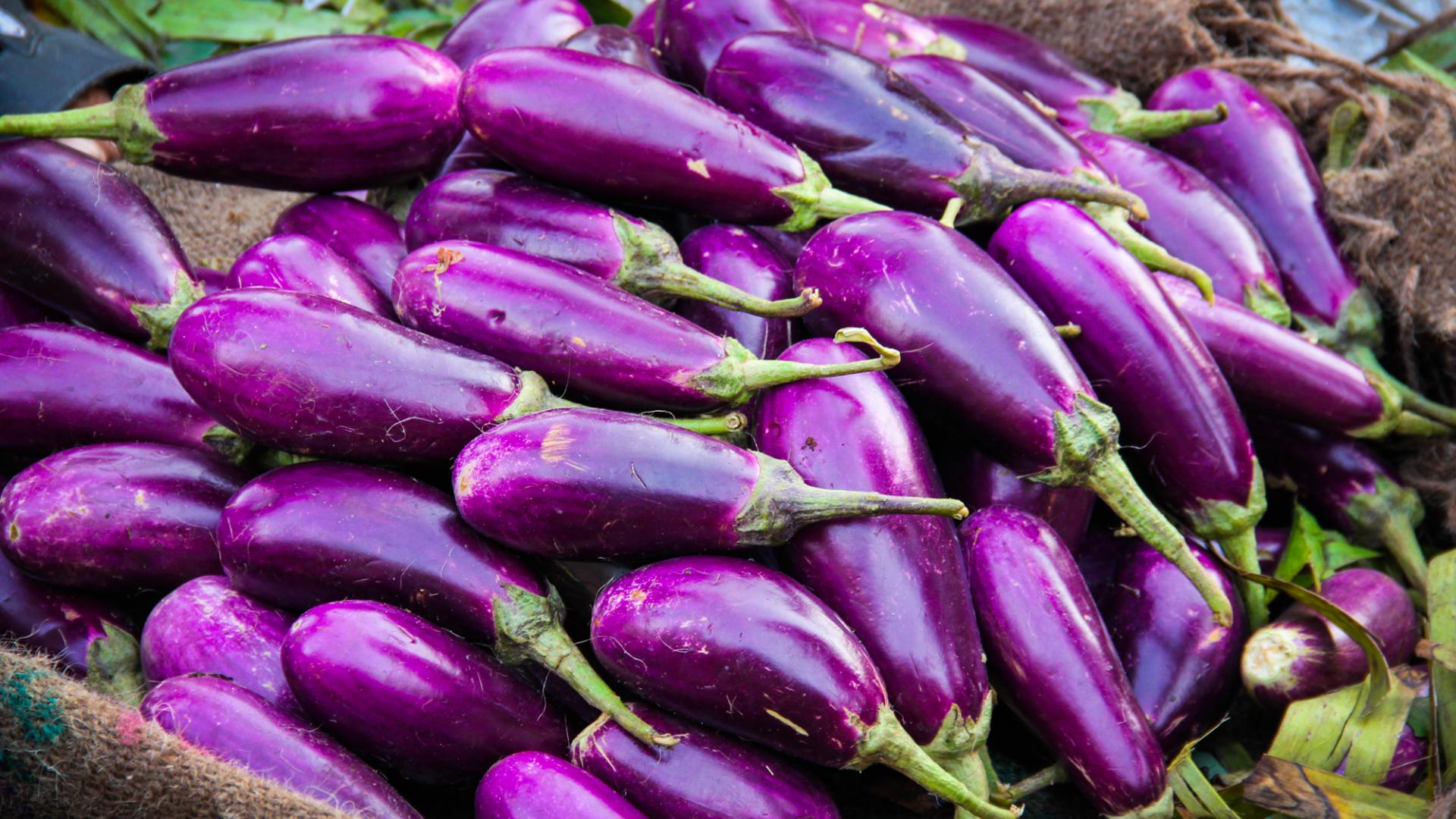1920x1080 New mobile app provides lifeline for farmers growing Bt eggplant