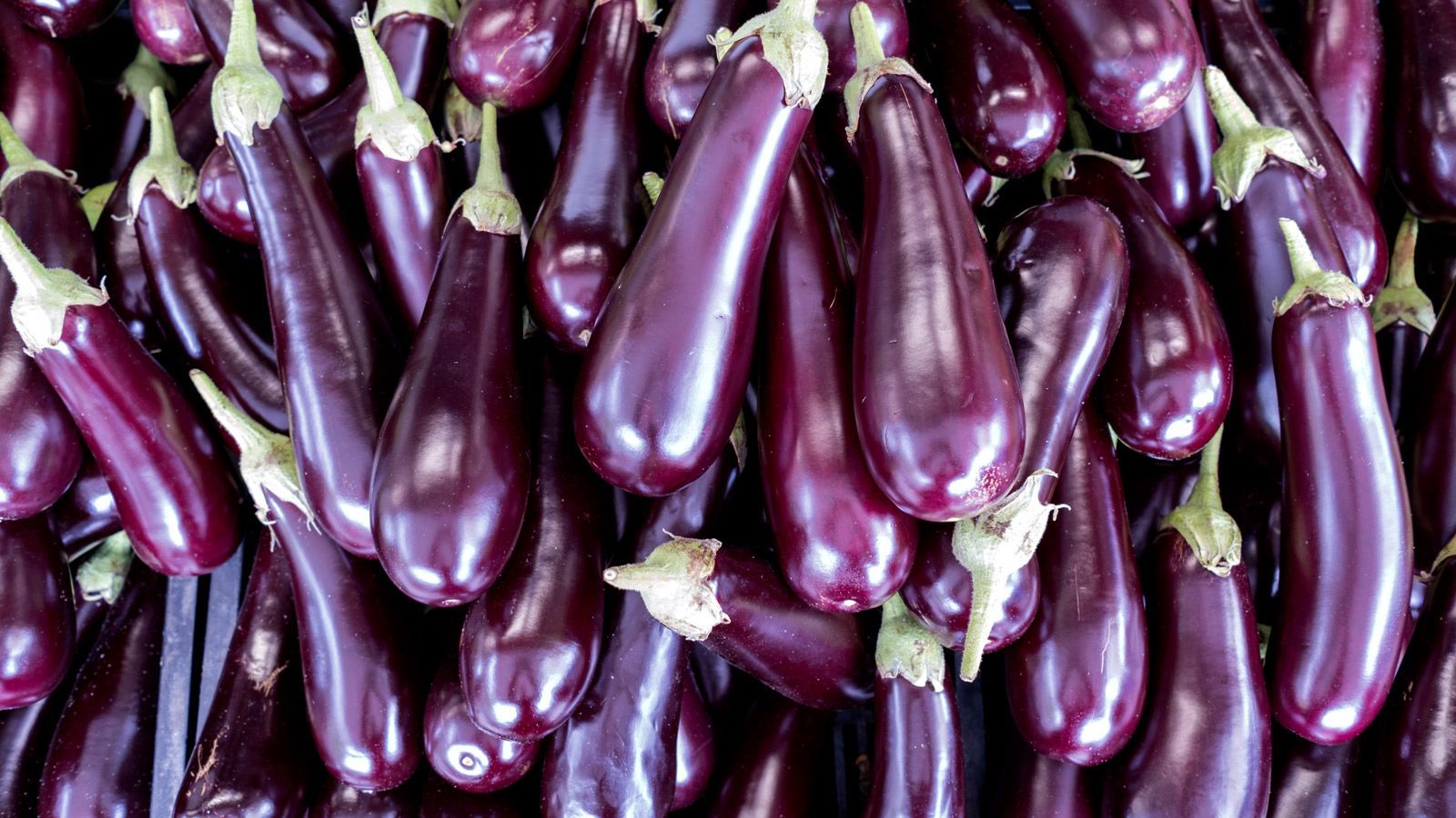 1600x900 eggplant growing mistakes with tips for better aubergines