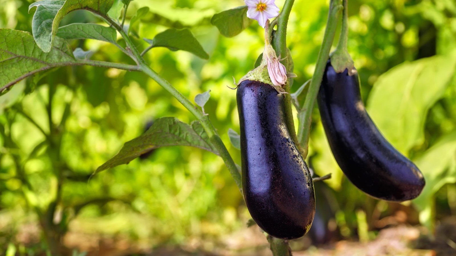1600x900 Eggplant Growth Stages: How Fast Does Eggplant Grow?