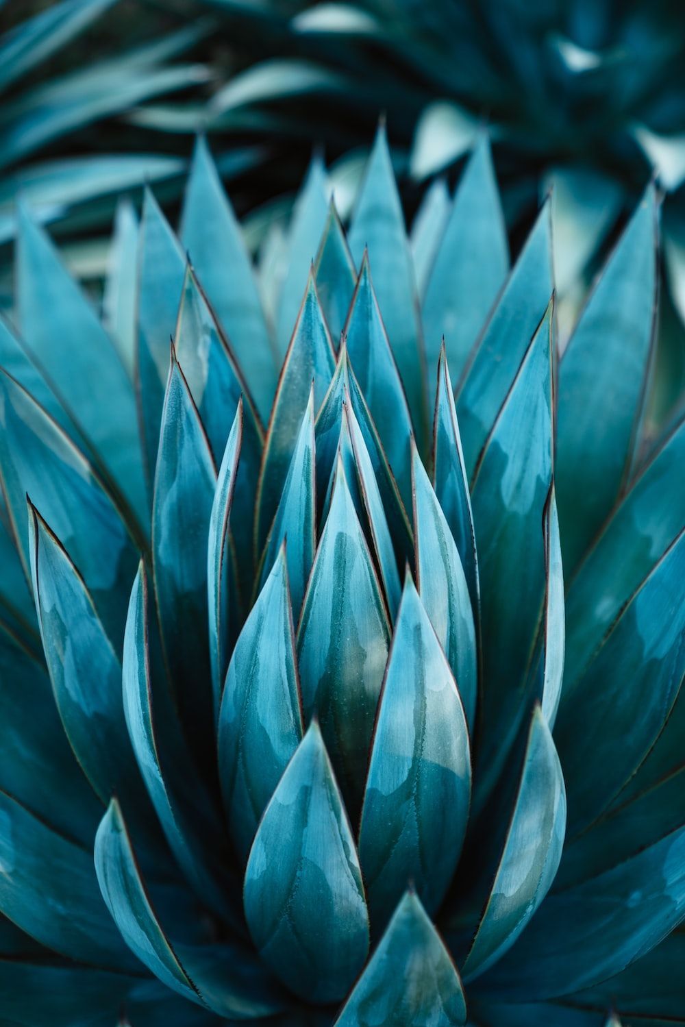 1000x1499 Teal Wallpaper: Free HD Download [HQ]