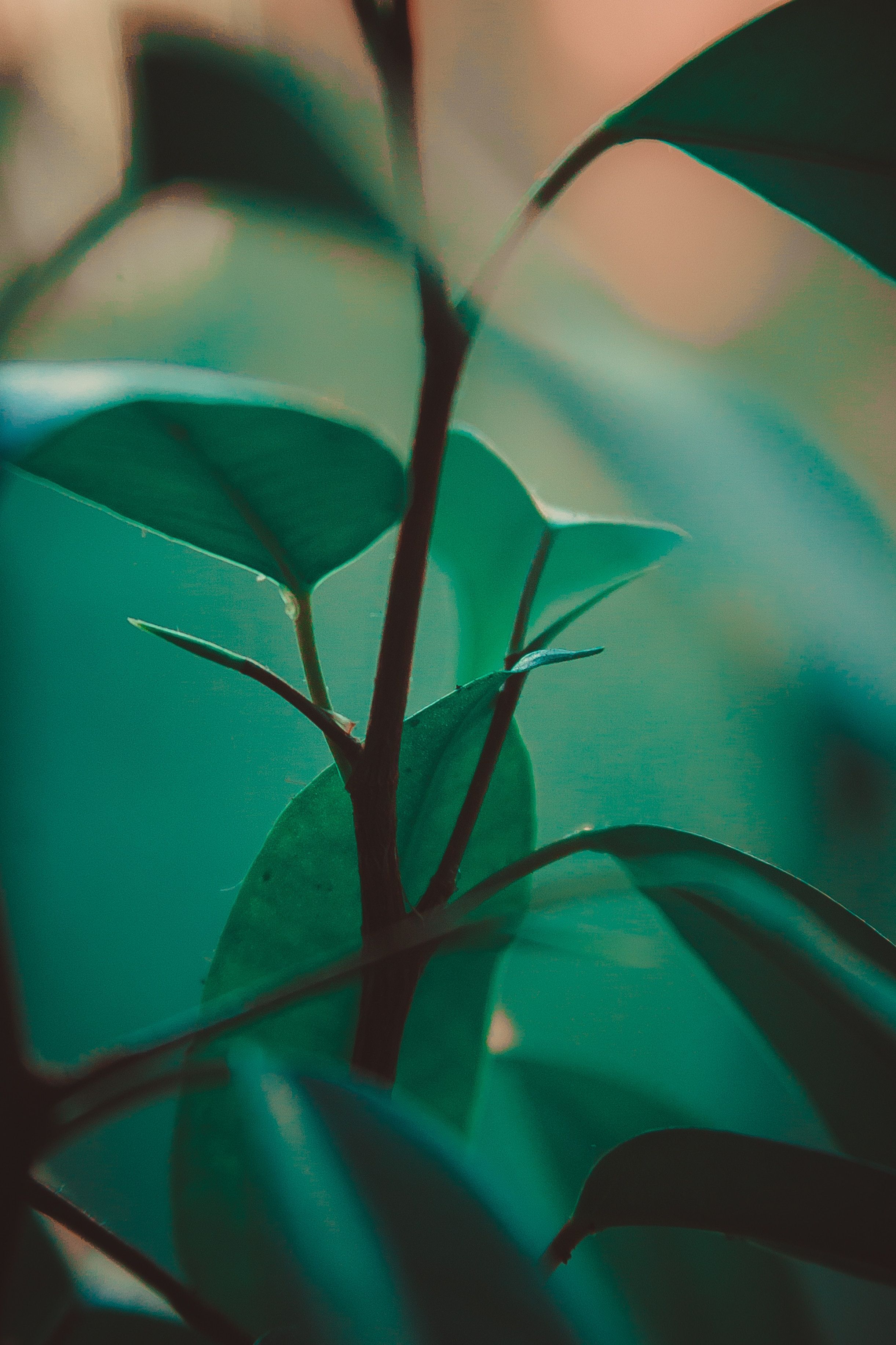2443x3665 Green wallpaper for your phone, free download Green picture