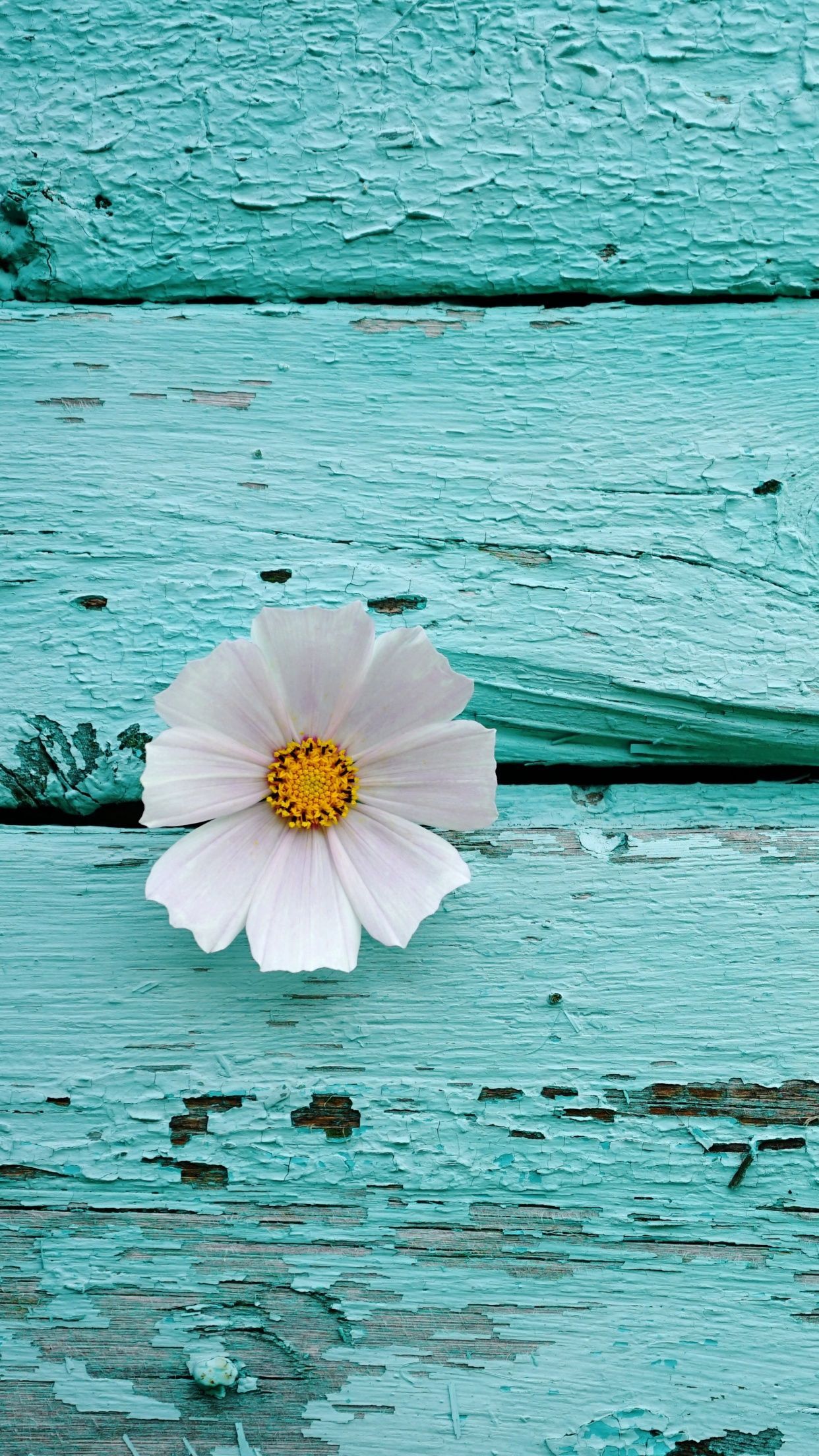 1242x2208 White flower Wallpaper 4K, Wooden background, Teal