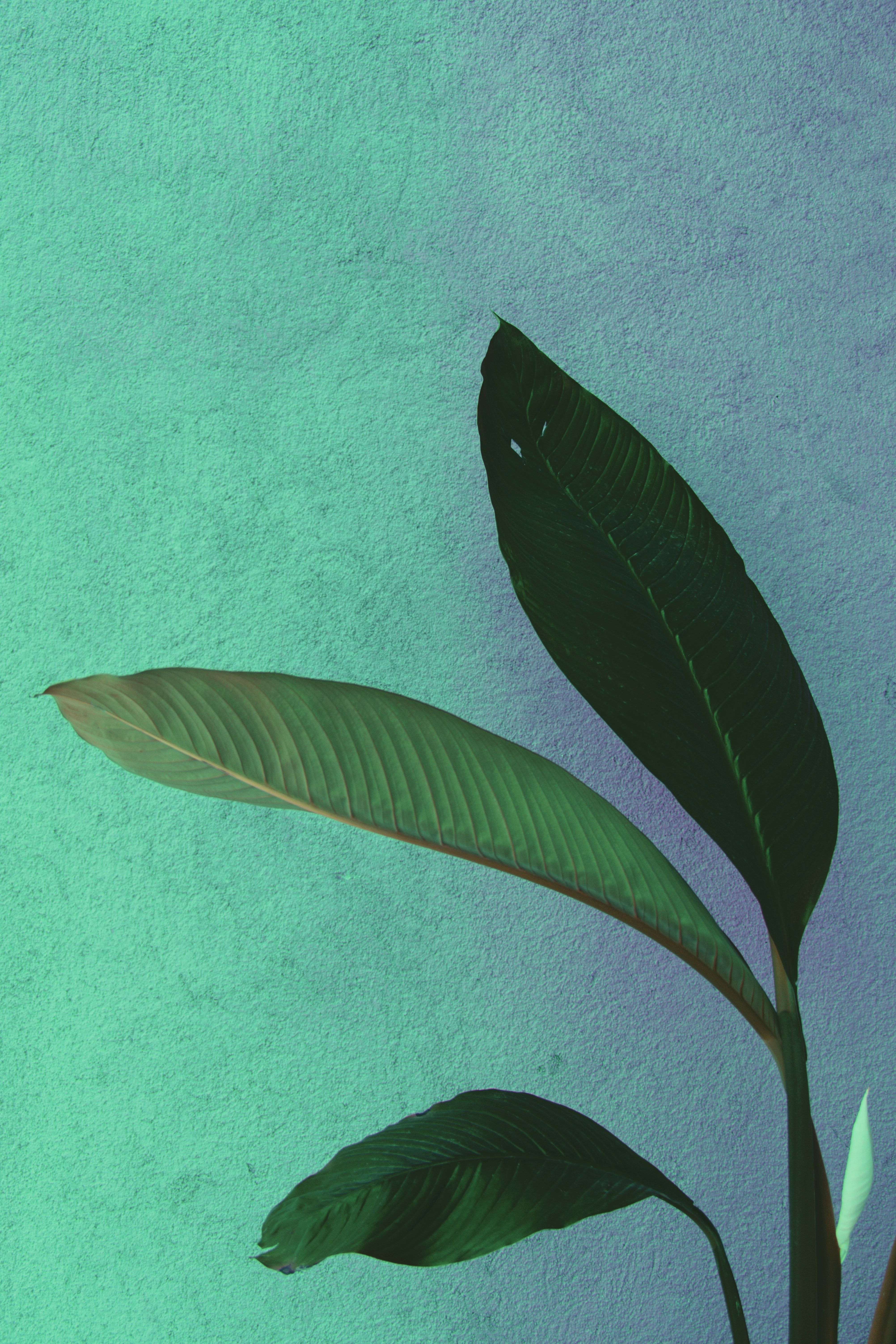 4008x6008 Green Texture Photo, Download The BEST Free Green Texture & HD Image