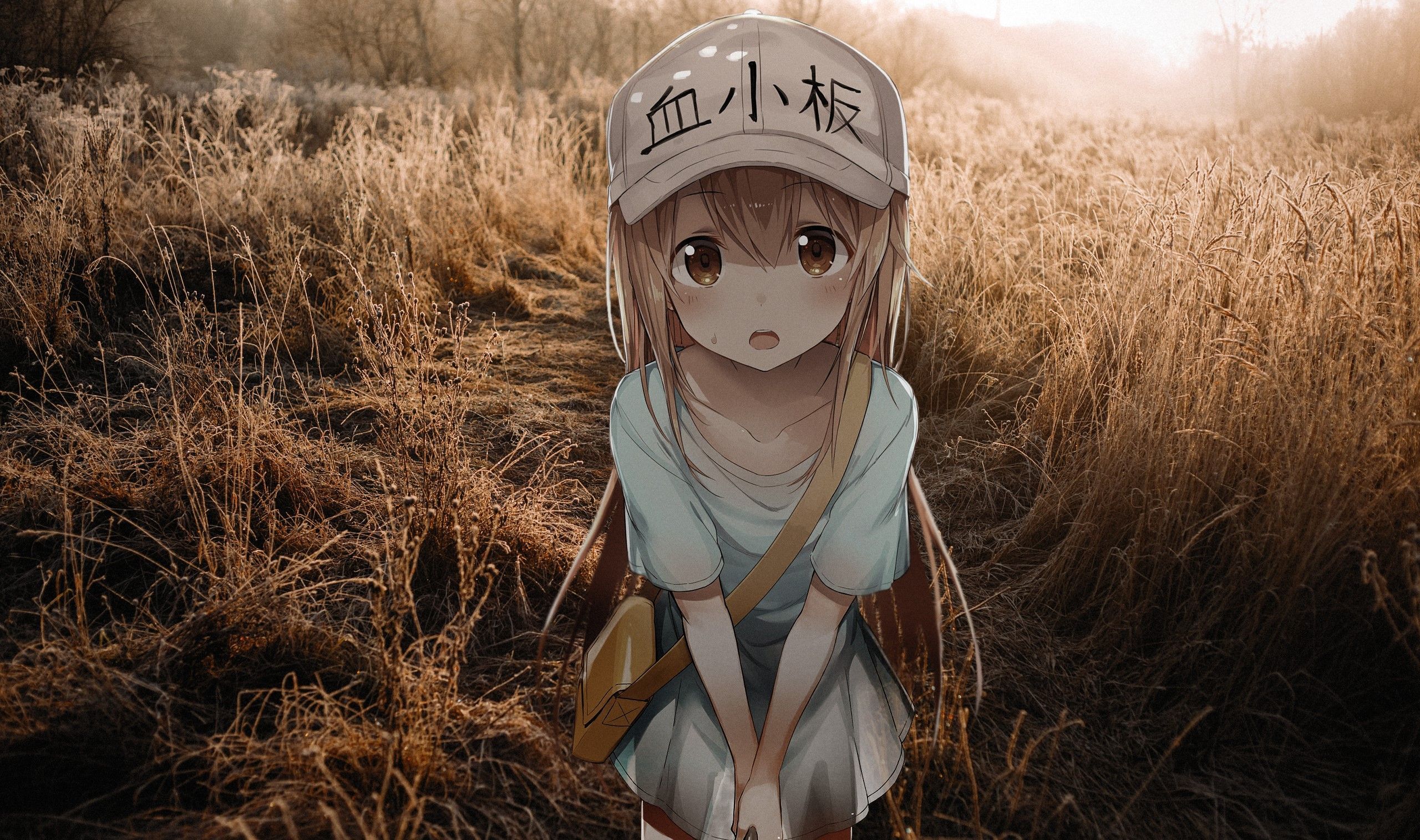 2560x1514 Wallpaper / anime, loli, Hataraku Saibou, anime girls free download