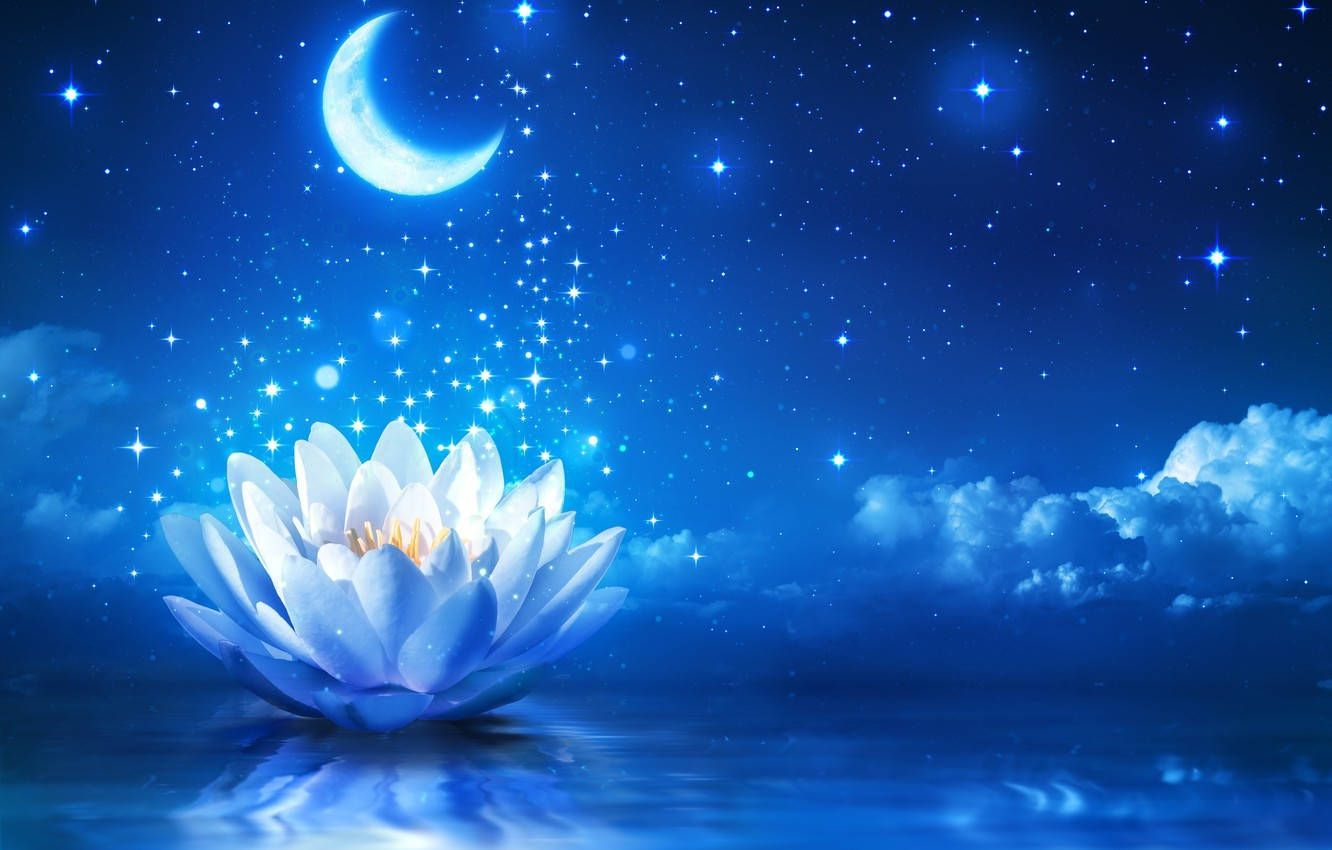 1332x850 Download Magical Water Lily Under Stars And Moon Wallpaper
