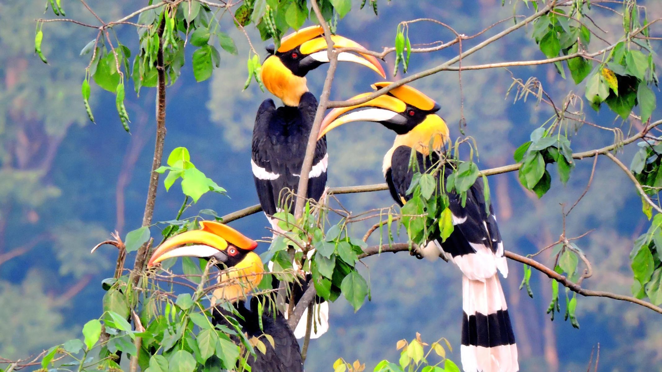 2133x1200 Rhinoceros Hornbills