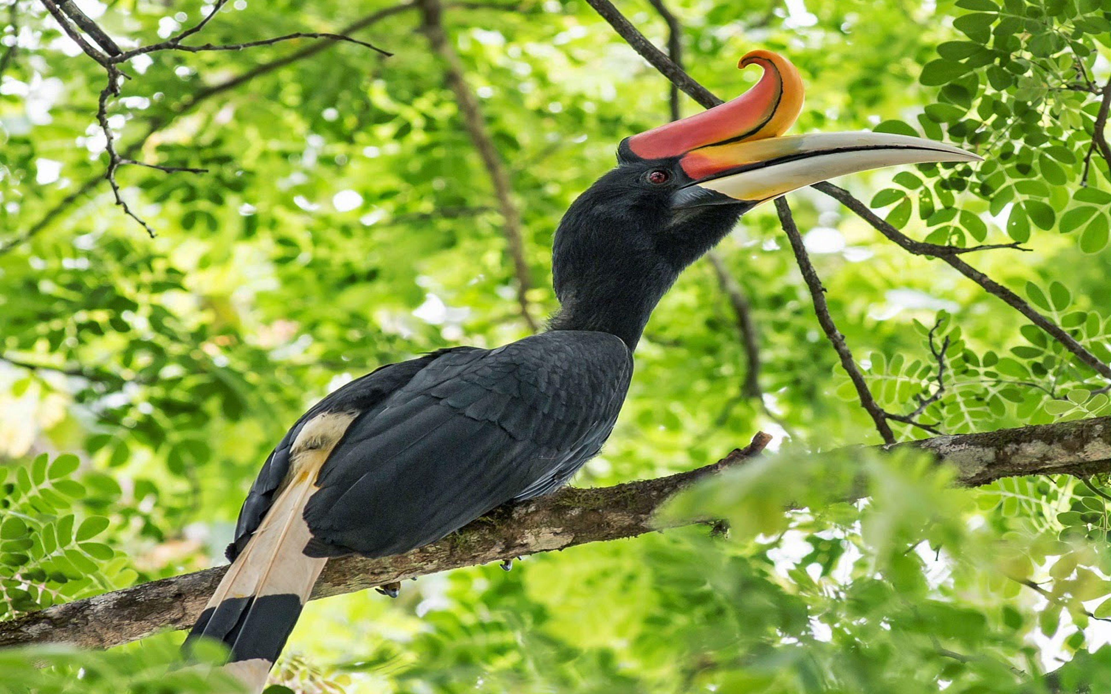 3840x2400 Hornbill Wallpaper