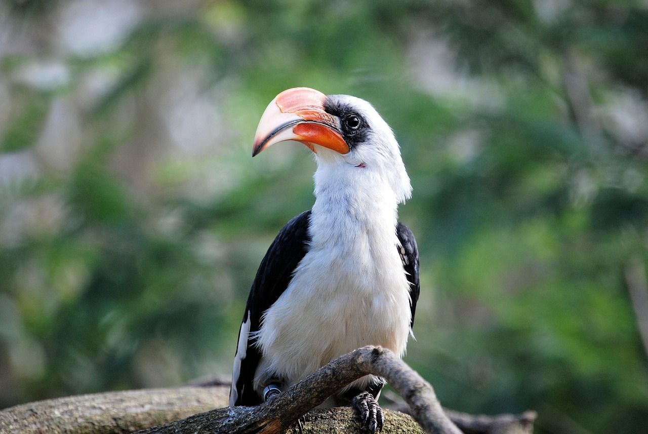 1280x857 Free Hornbill & Bird Image