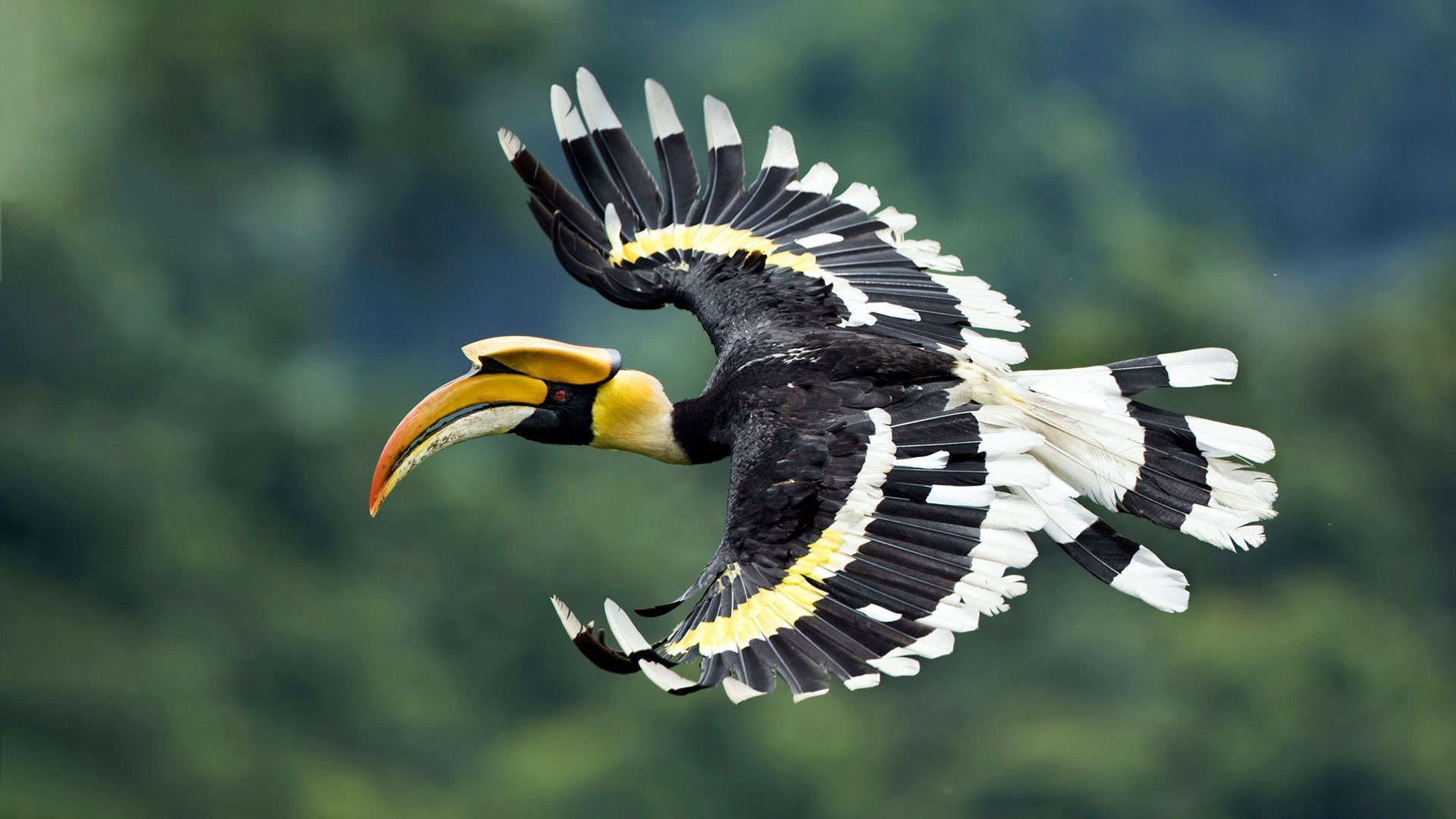 1920x1080 Great hornbill in West Bengal, India