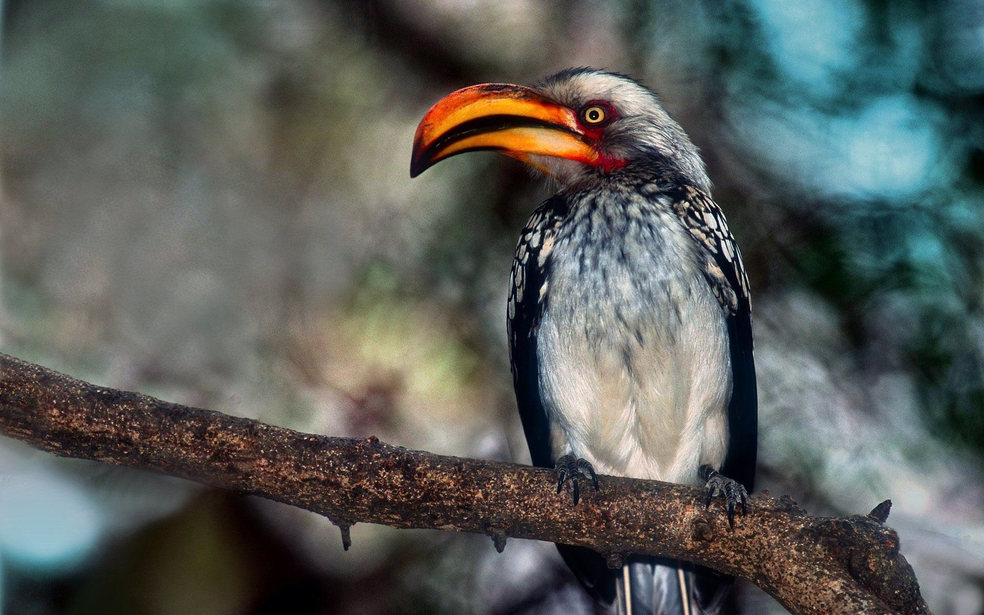 1920x1200 Animal Hornbill HD Wallpaper