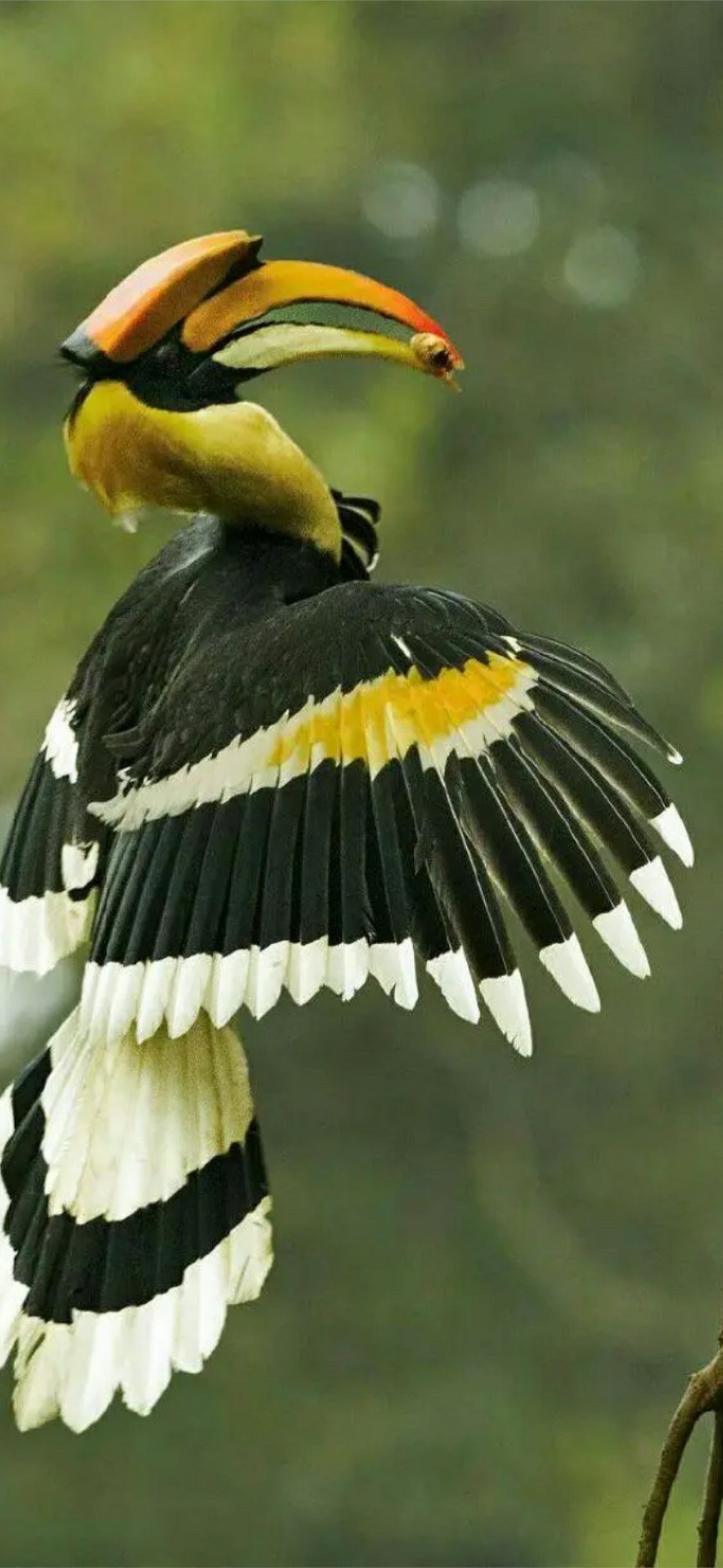 1125x2436 Best Rhinoceros hornbill iPhone HD Wallpaper