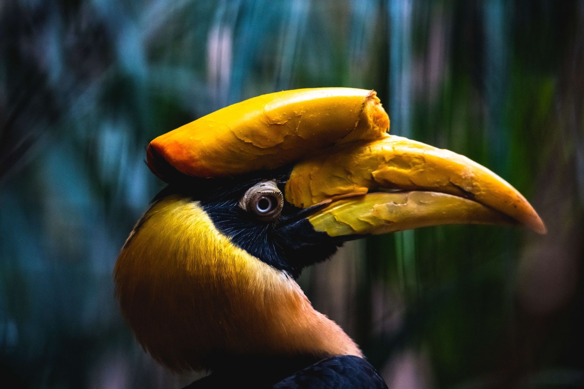 1920x1280 Double Horned Hornbill