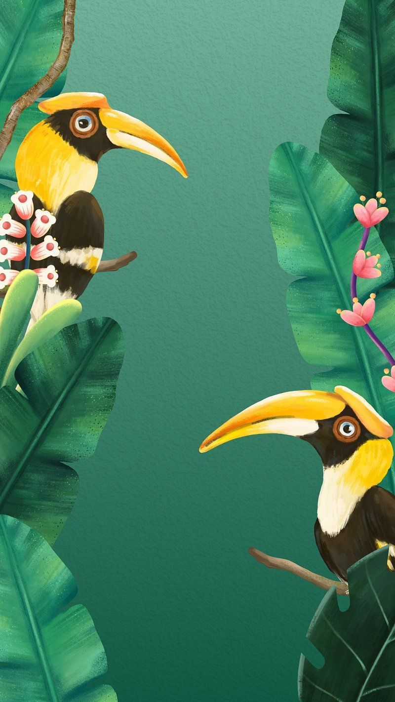 800x1422 Hornbill Bird Image Wallpaper