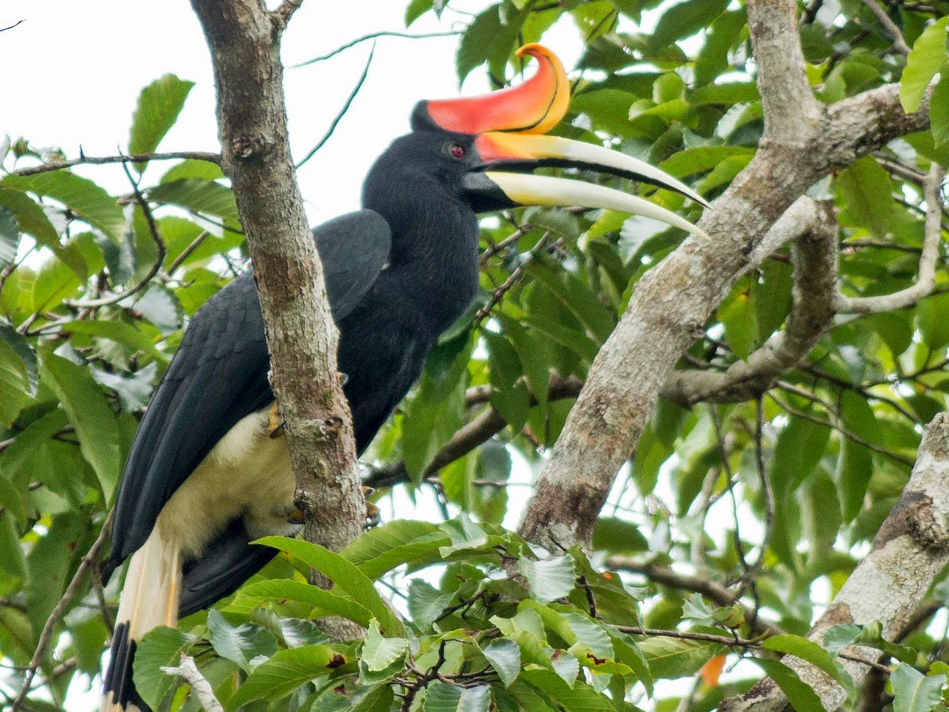 1920x1440 Unusual Bird Rhinoceros Hornbill :