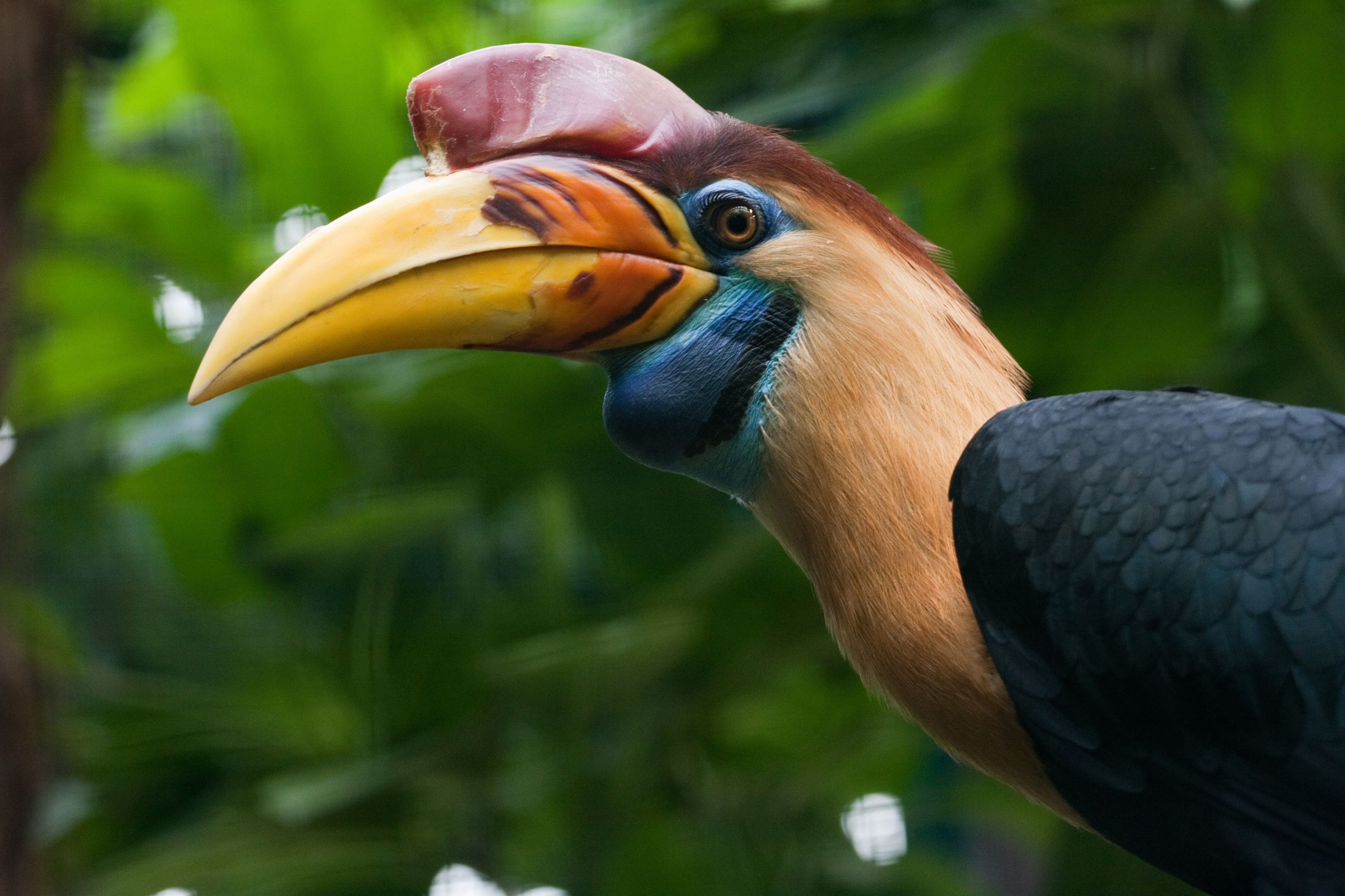3200x2133 Hornbill HD Wallpaper and Background