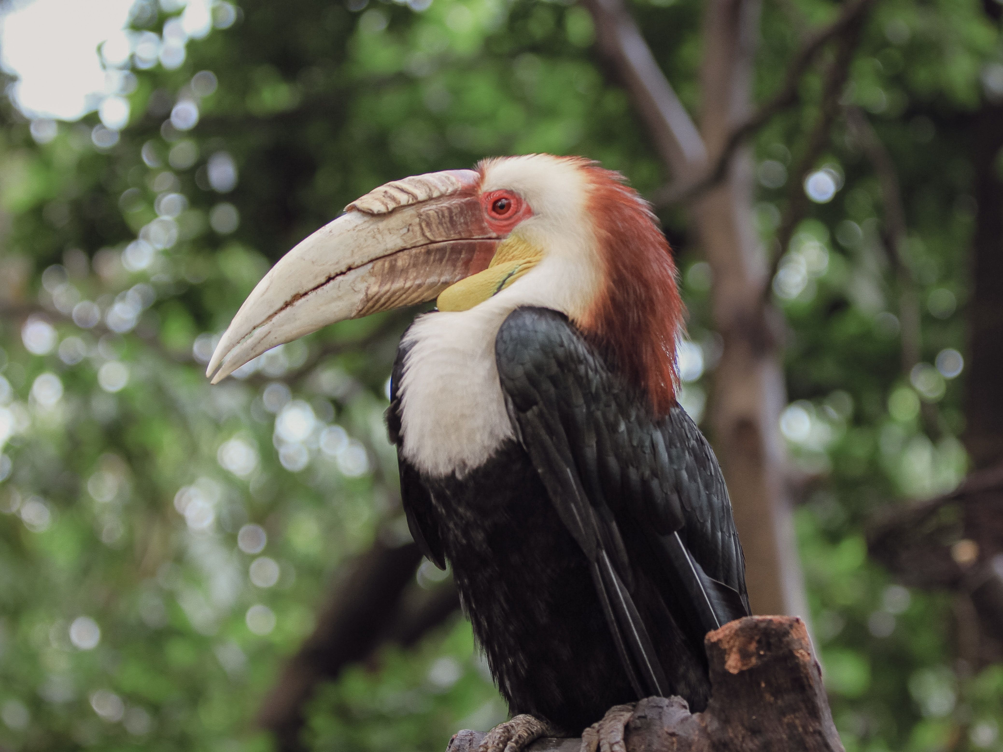 4154x3115 Wreathed Hornbill Photo, Download The BEST Free Wreathed Hornbill & HD Image