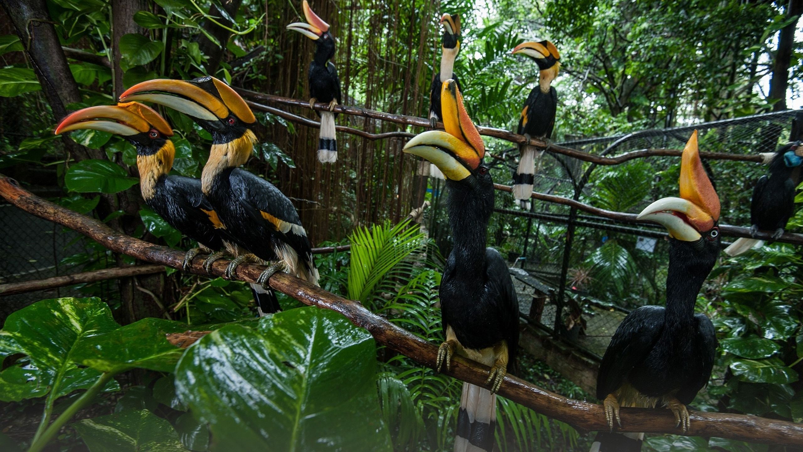 2560x1440 Hornbills Sit on Tree Branch HD Wallpaperx1440 resolution wallpaper