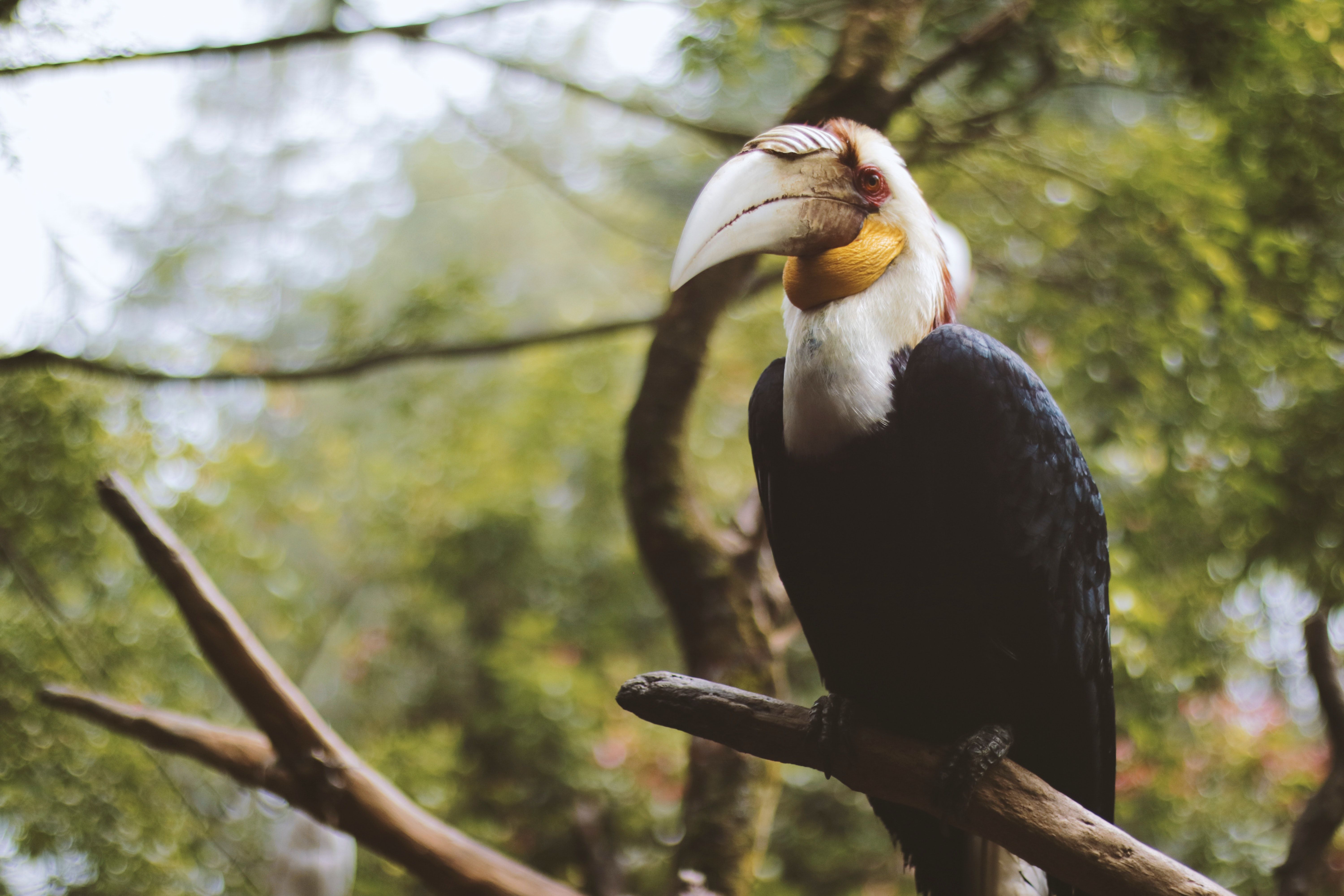 6000x4000 Download Wavy Hornbill wallpaper for mobile phone, free Wavy Hornbill HD picture