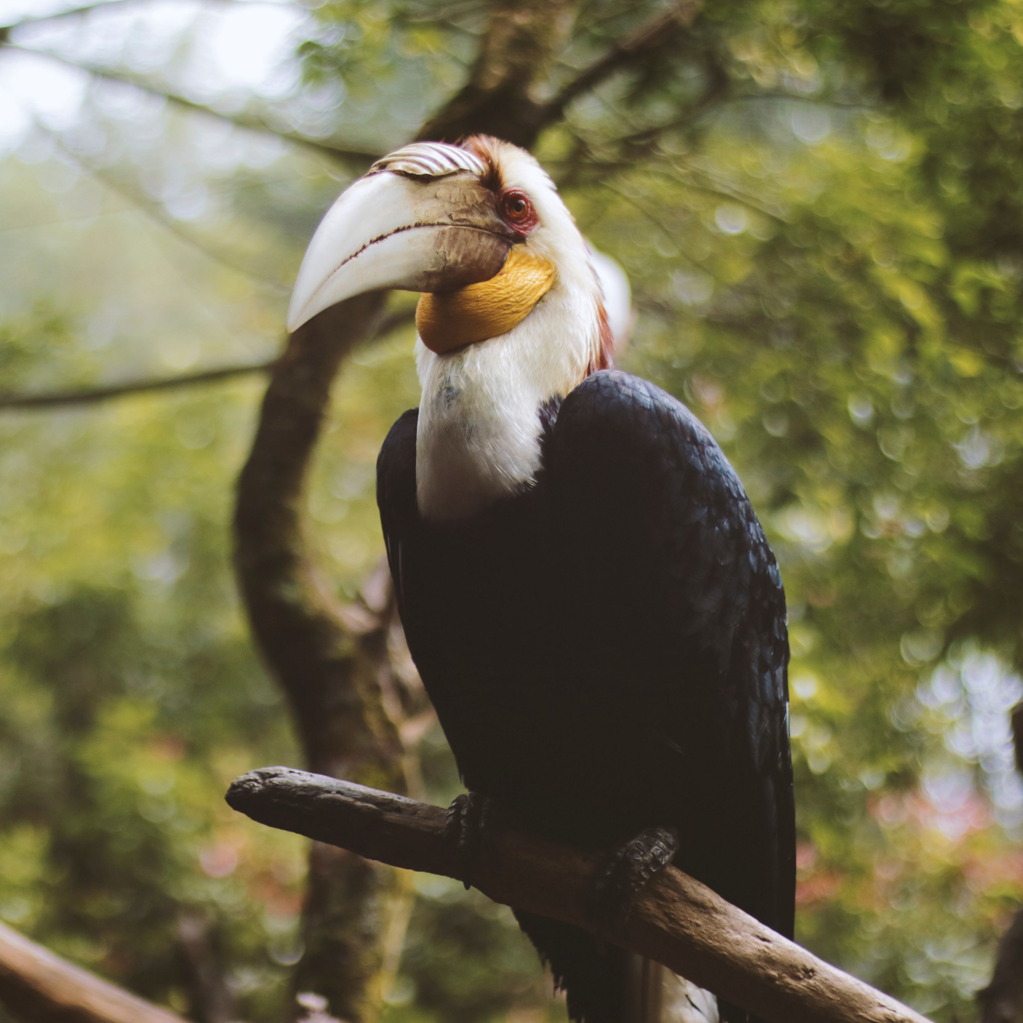 3415x3415 Download wallpaper 3415x3415 wreathed hornbill, bird, branch, beak ipad pro 12.9 retina for parallax HD background