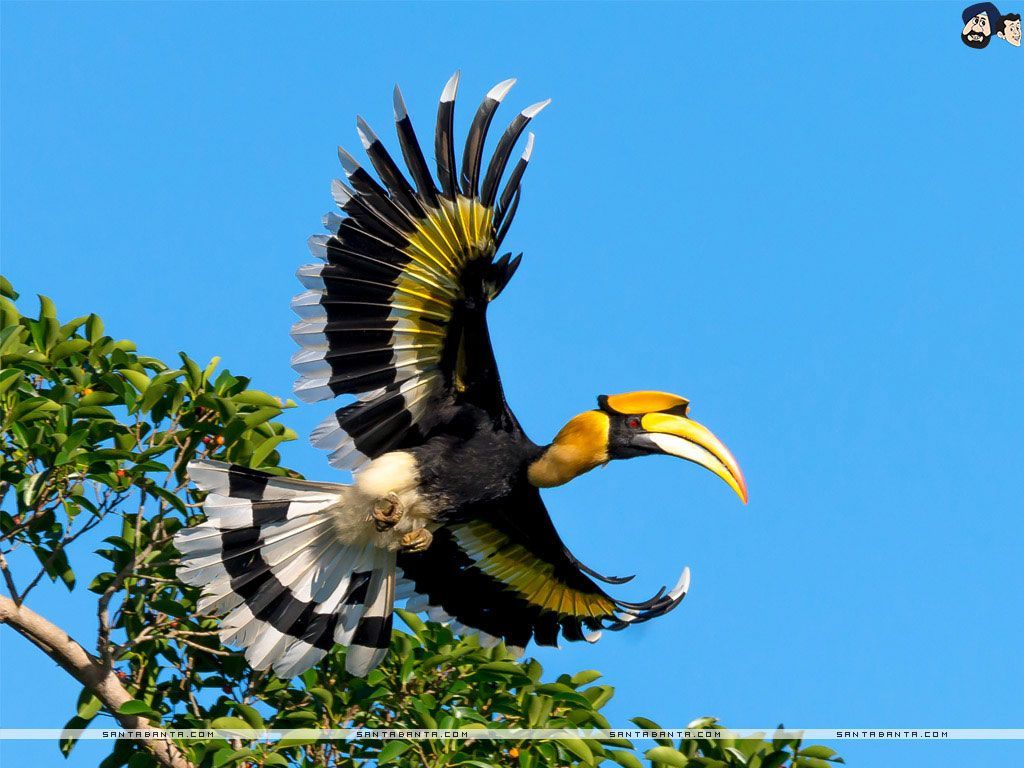 1024x768 Great Hornbill Bird Wallpaper