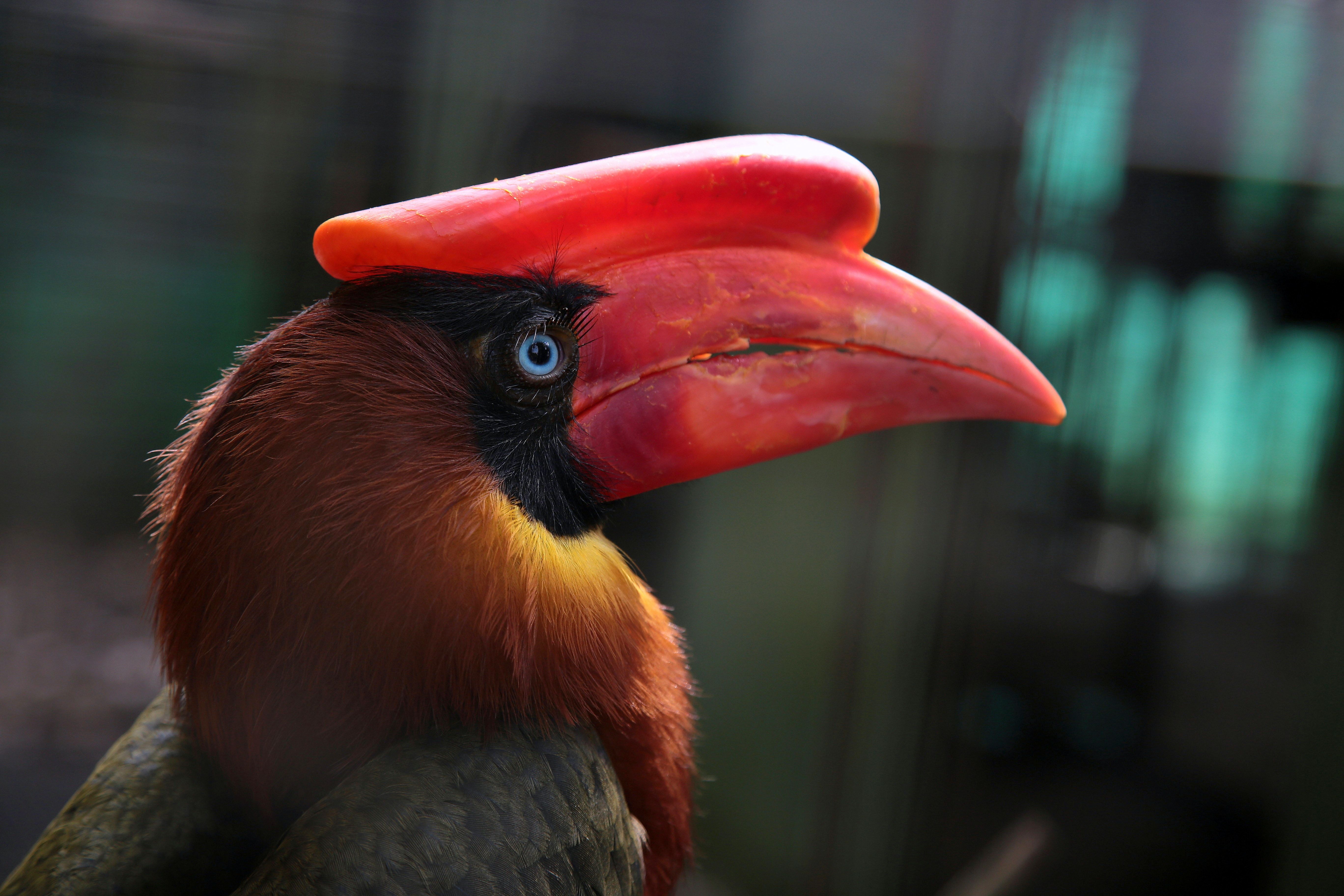 5472x3648 Rufous Hornbill Photo, Download The BEST Free Rufous Hornbill & HD Image