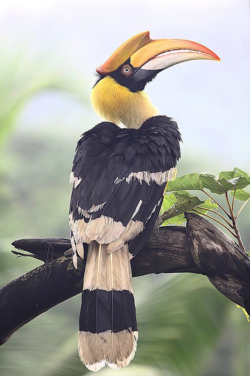 800x1201 Hornbill