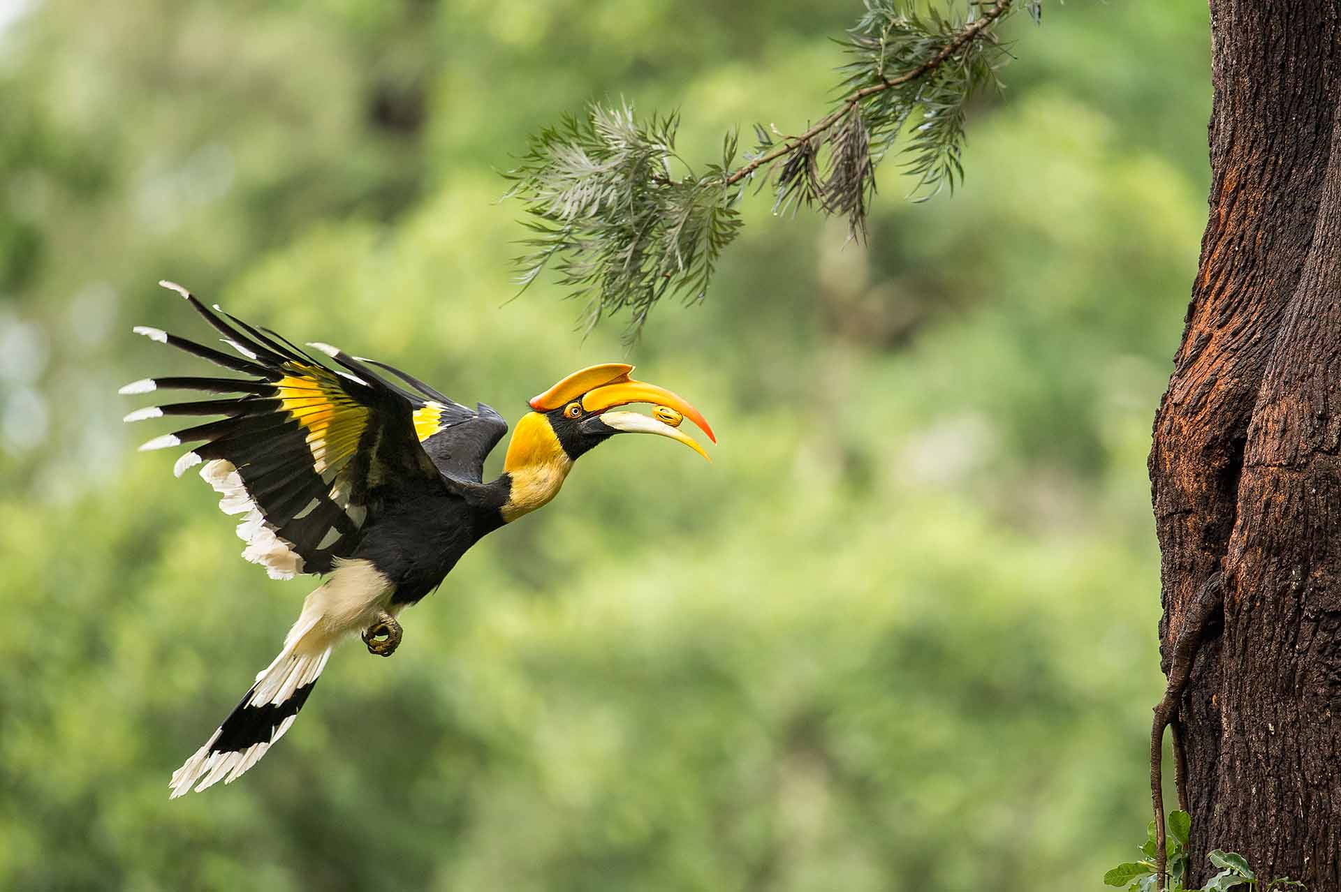 1920x1278 Great Hornbill Birds Picture