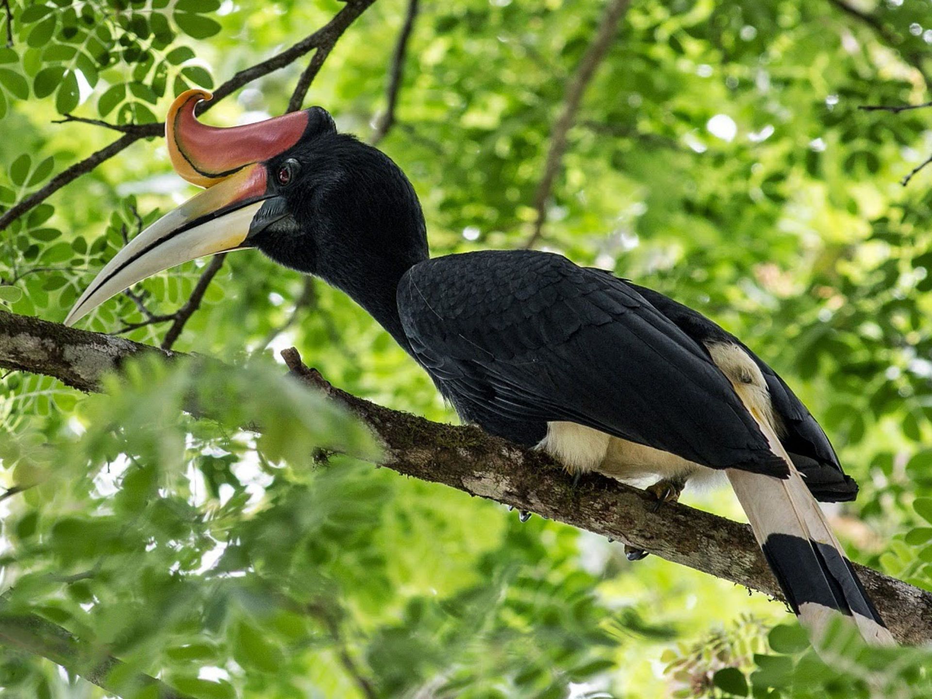 1920x1440 Rhinoceros Hornbill Exotic Bird 01 :