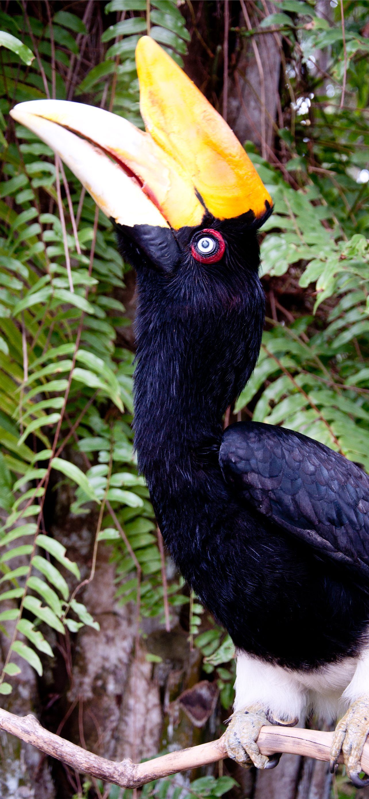 1284x2778 rhinoceros hornbill iPhone Wallpaper Free Download