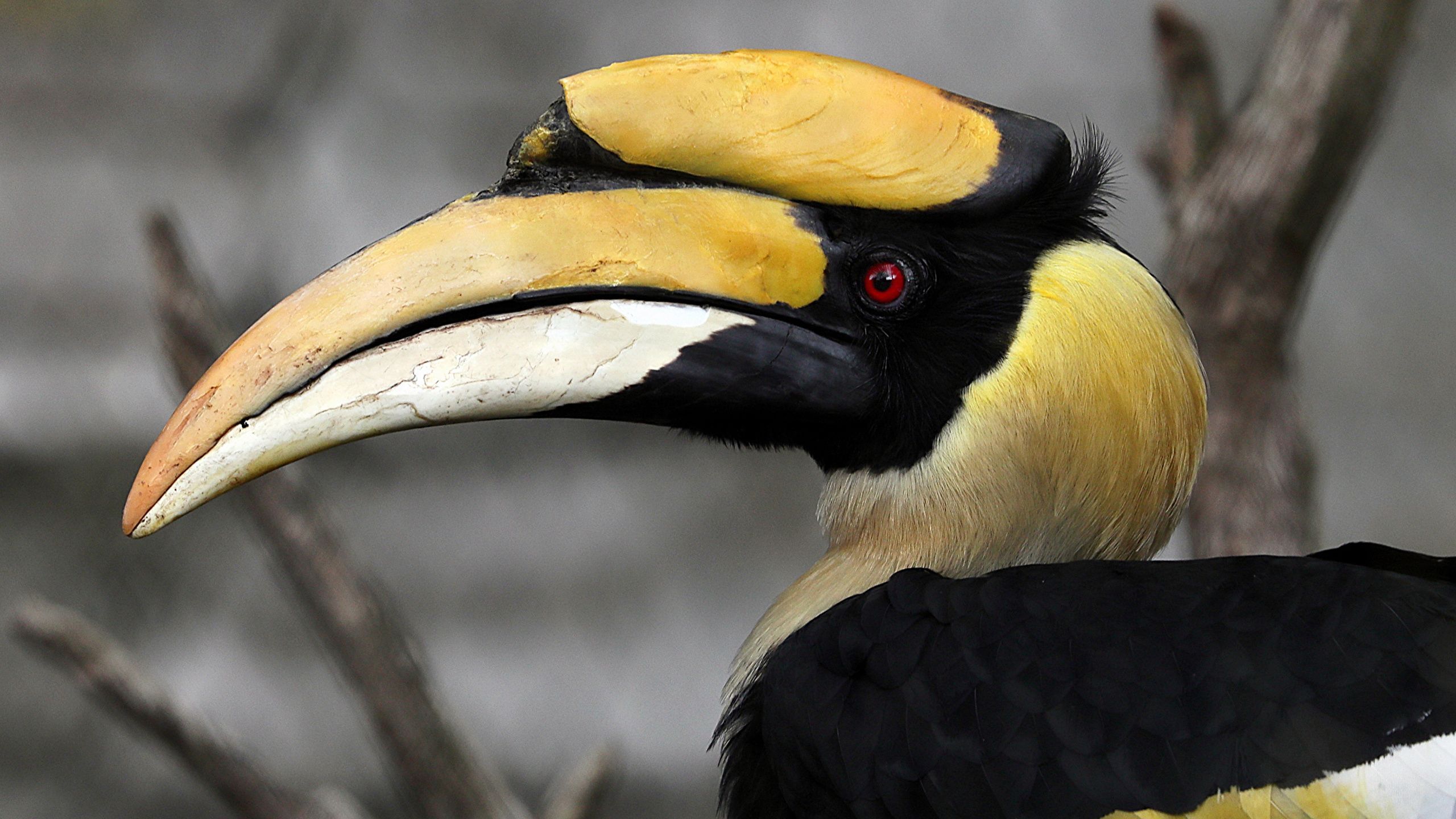 2560x1440 2560x1440 hornbill wallpaper hd