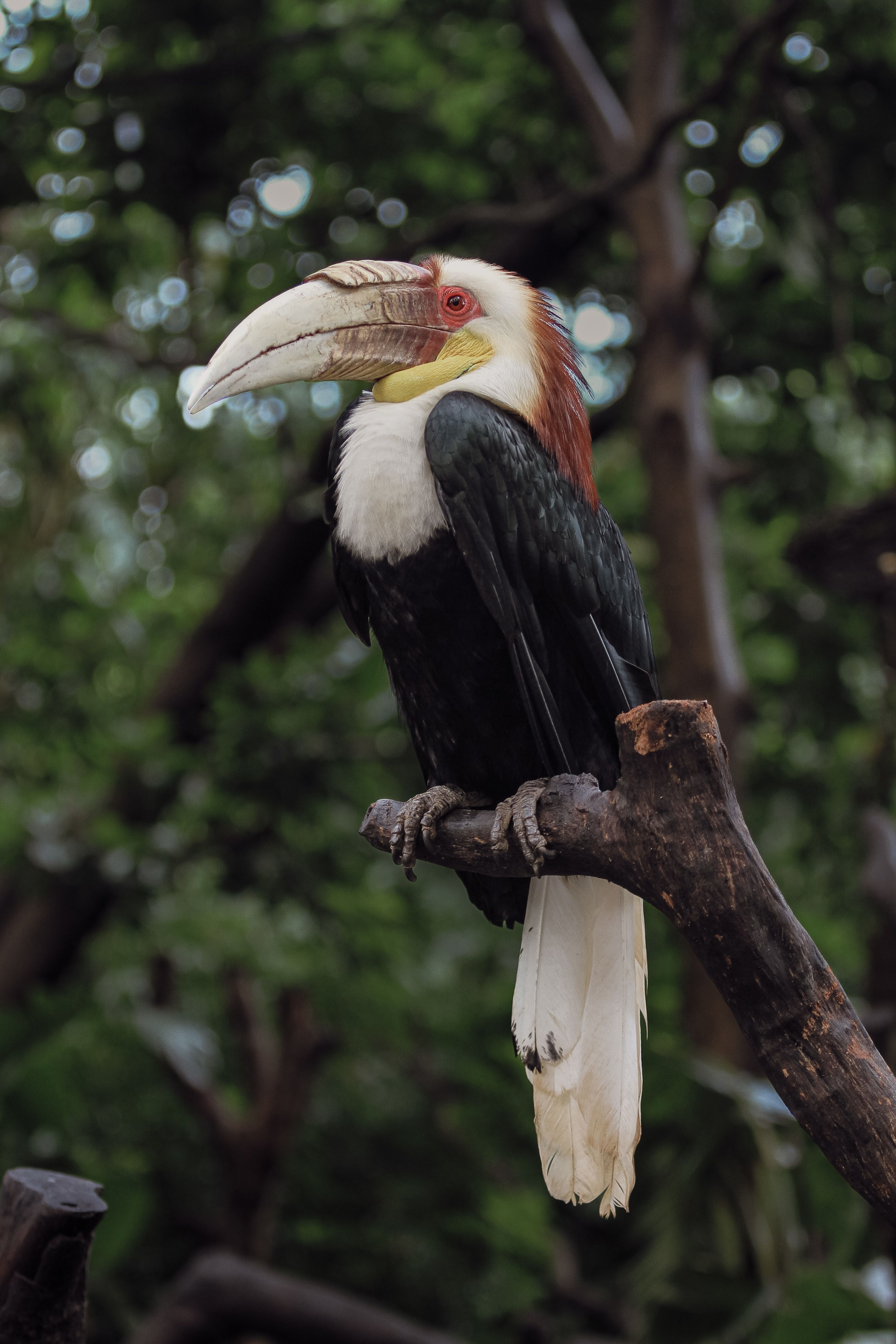 3456x5184 A Hornbill Perched on a Branch · Free