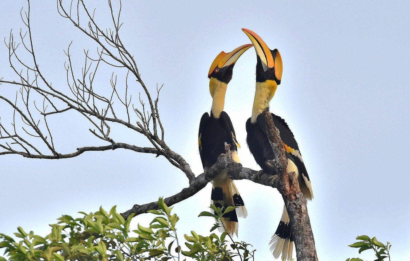 1332x850 Hornbill Background Wallpaper 76764