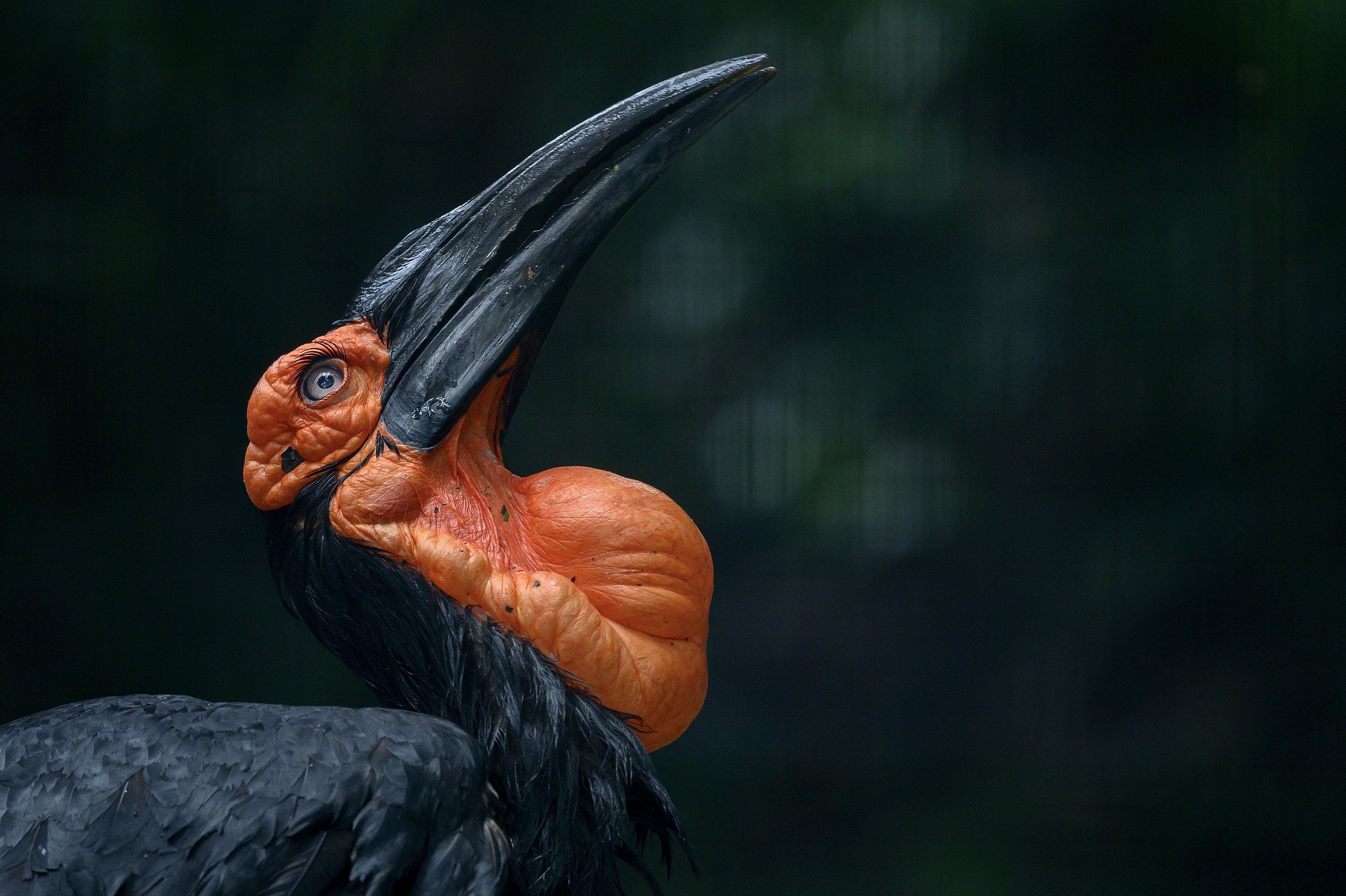 3000x1997 Southern Ground Hornbill, Birds, Beak, Head, Bokeh Gallery HD Wallpaper