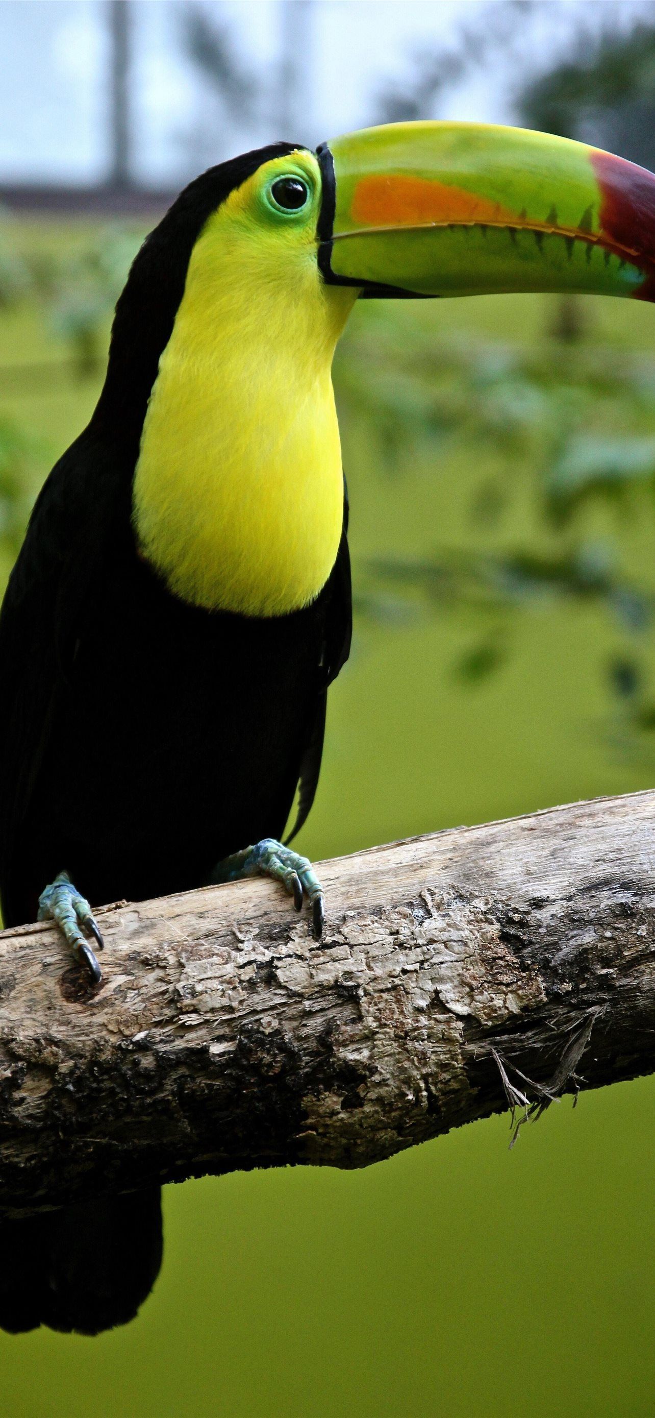 1284x2778 Best Rhinoceros hornbill iPhone HD Wallpaper