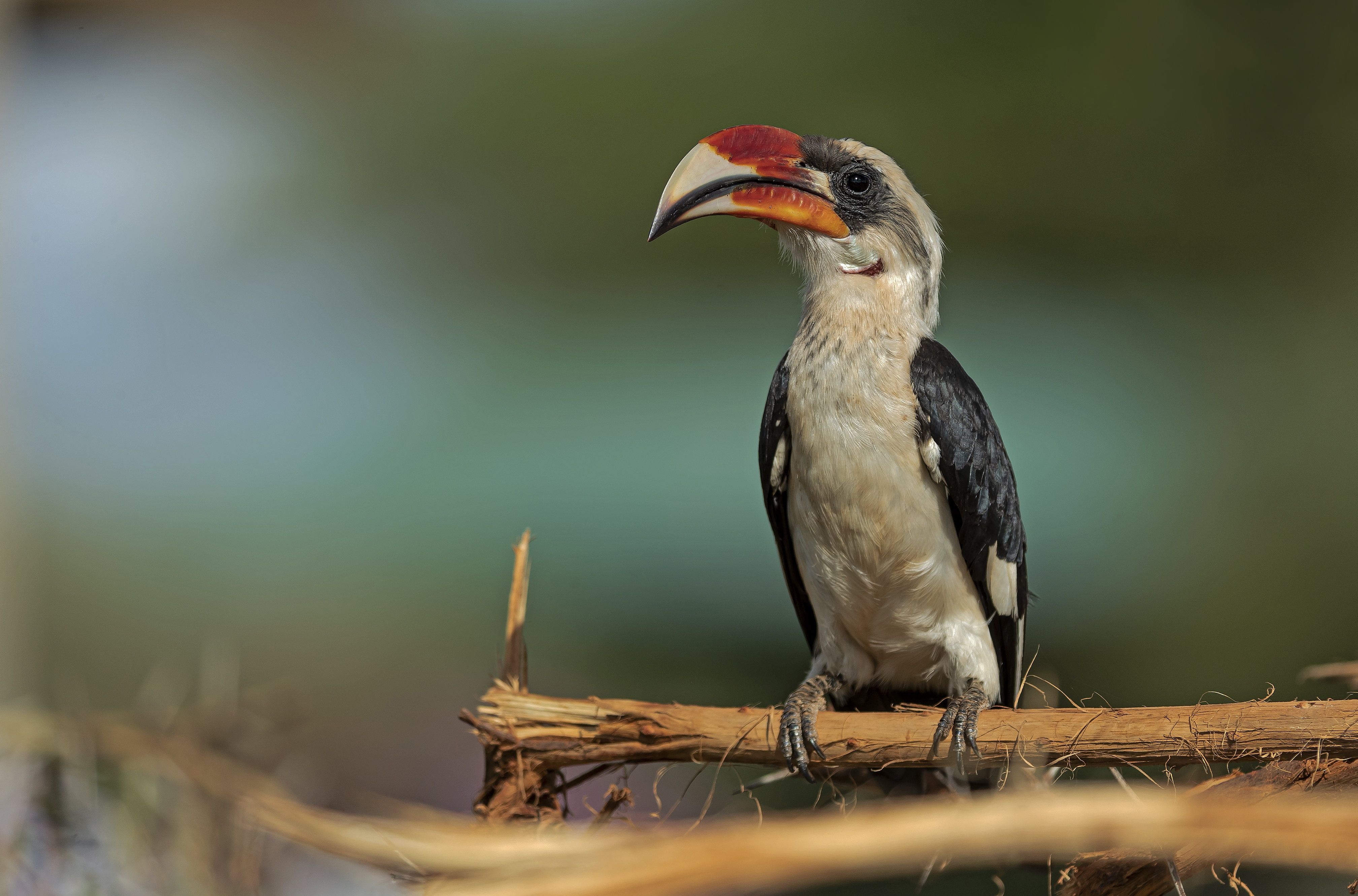 4032x2662 Animal Hornbill 4k Ultra HD Wallpaper