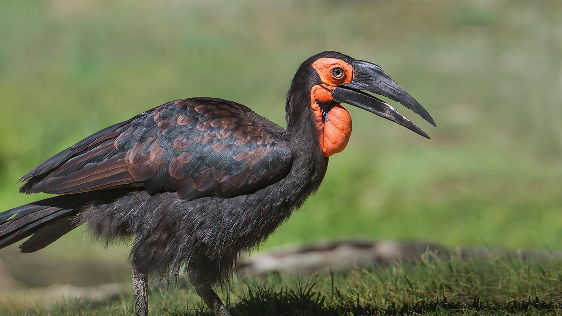 1920x1080 Hornbill. San Diego Zoo Animals & Plants