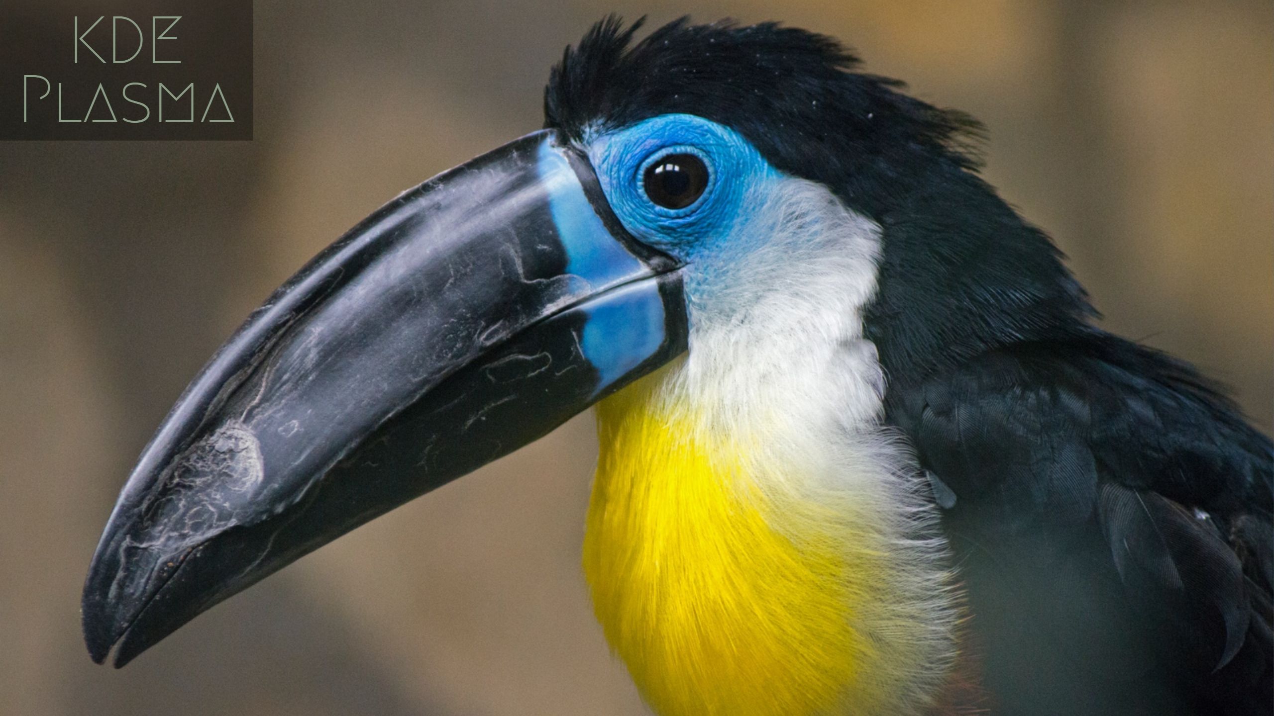 2560x1440 KDE Plasma Hornbill Wallpaper