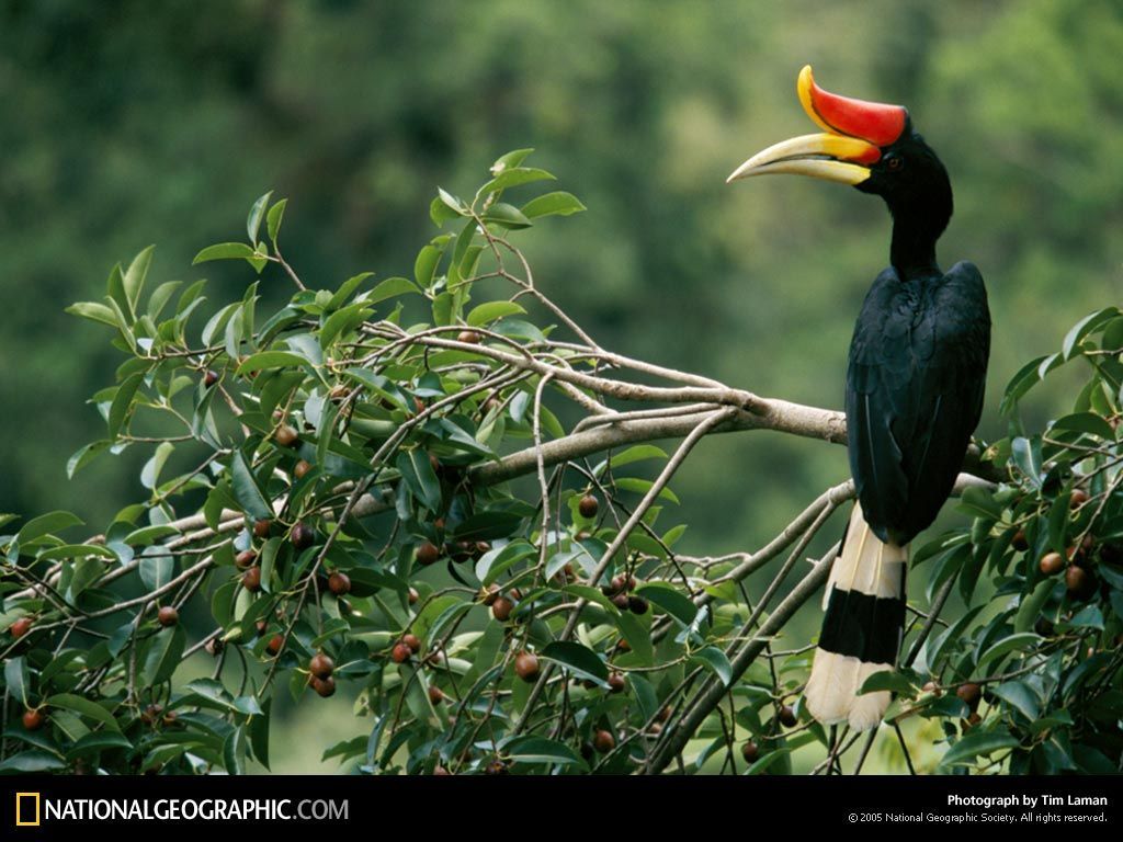 1024x768 National Geographic Geographic Wallpaper