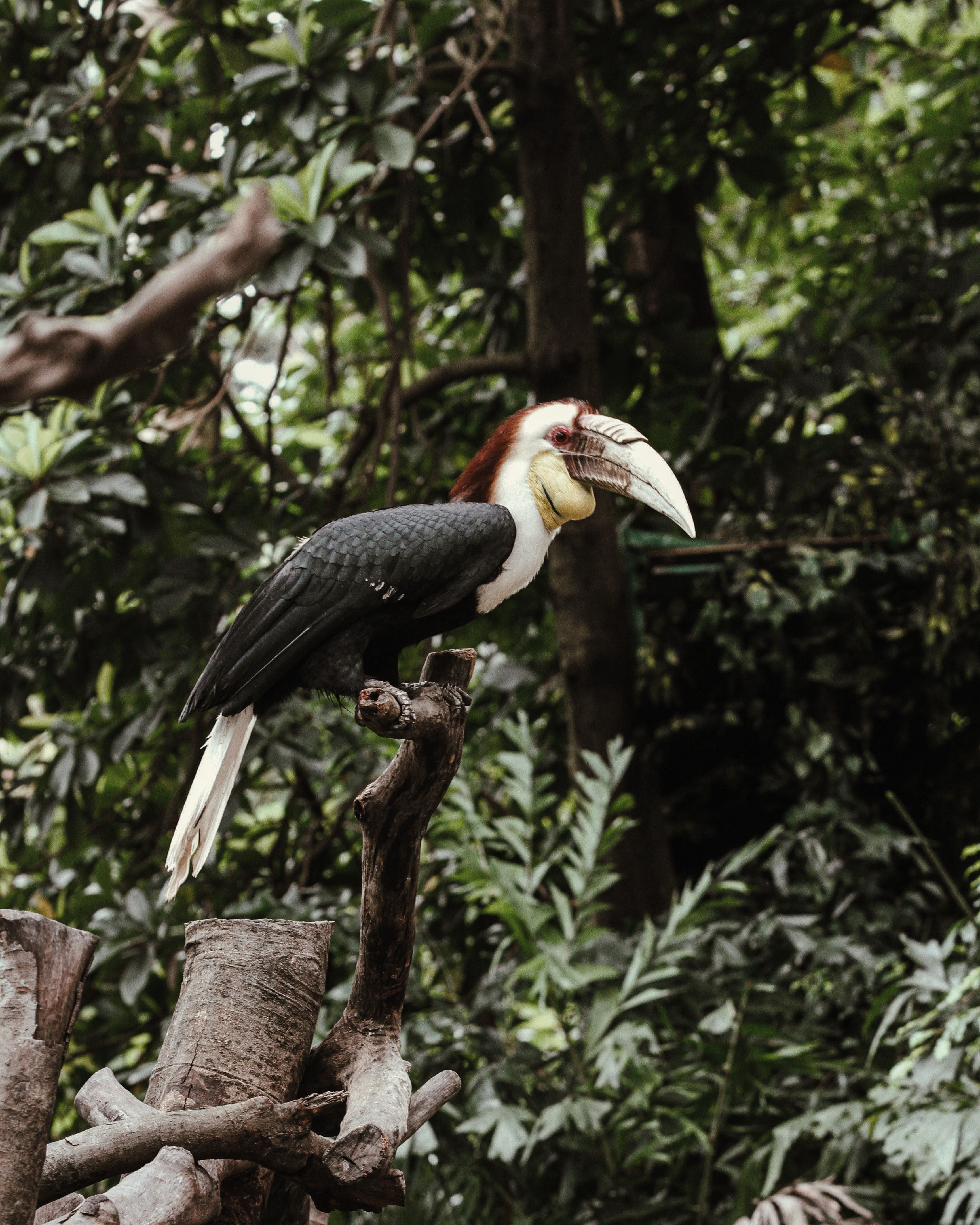 3456x4320 Blyths Hornbill in Nature · Free