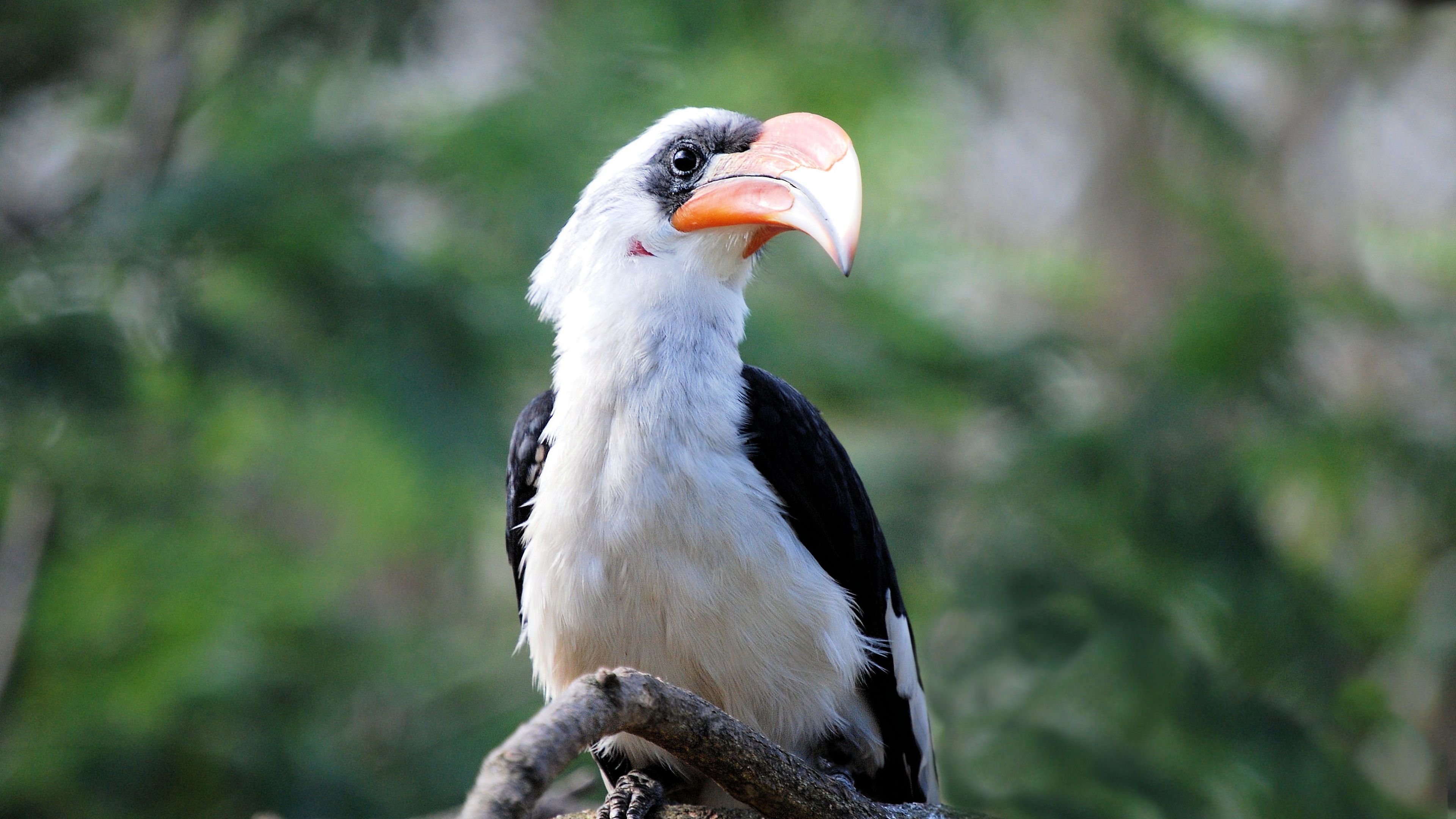 3840x2160 Great Hornbill Bird Beak, HD Birds, 4k Wallpaper, Image, Background, Photo and Picture