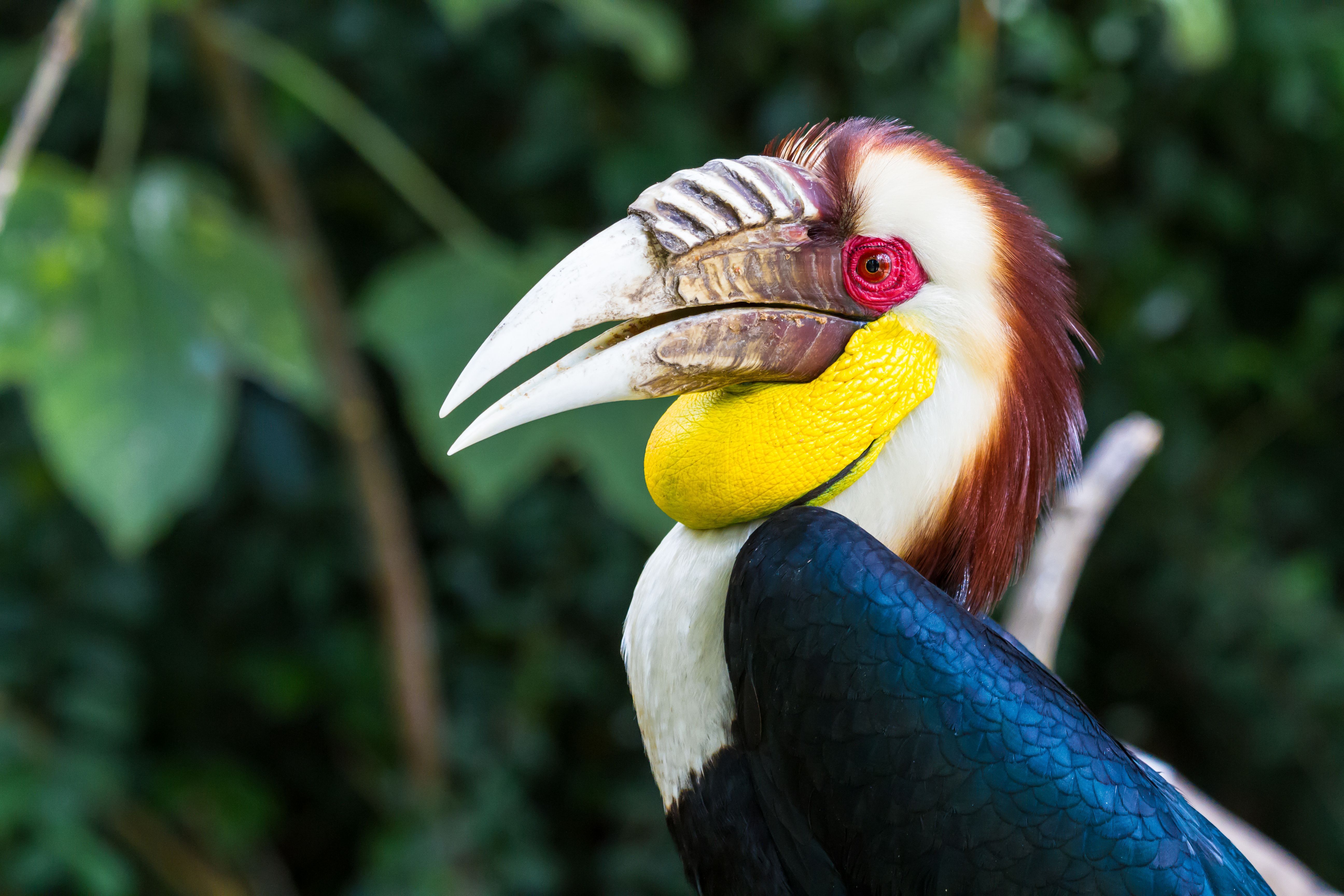 5184x3456 5K, Wreathed hornbill Gallery HD Wallpaper