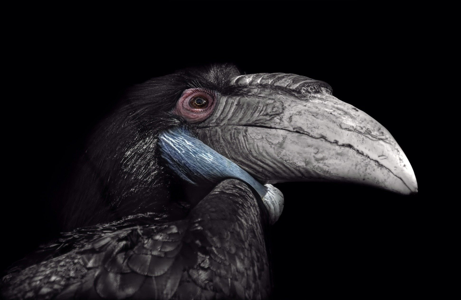 1942x1267 Hornbill 1080P, 2k, 4k Full HD Wallpaper, Background Free Download