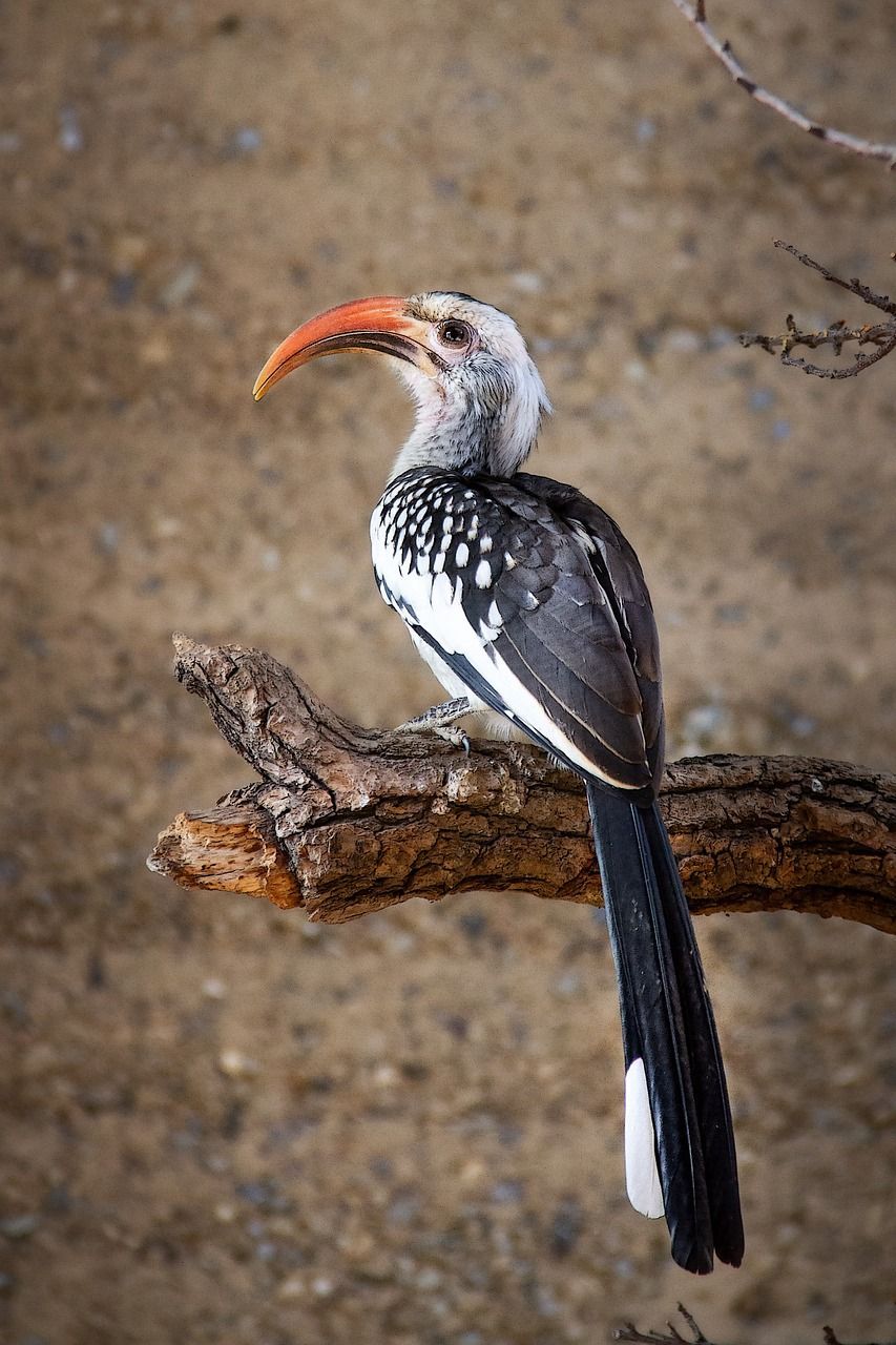 853x1280 Free Yellow Billed Hornbill & Hornbill Image