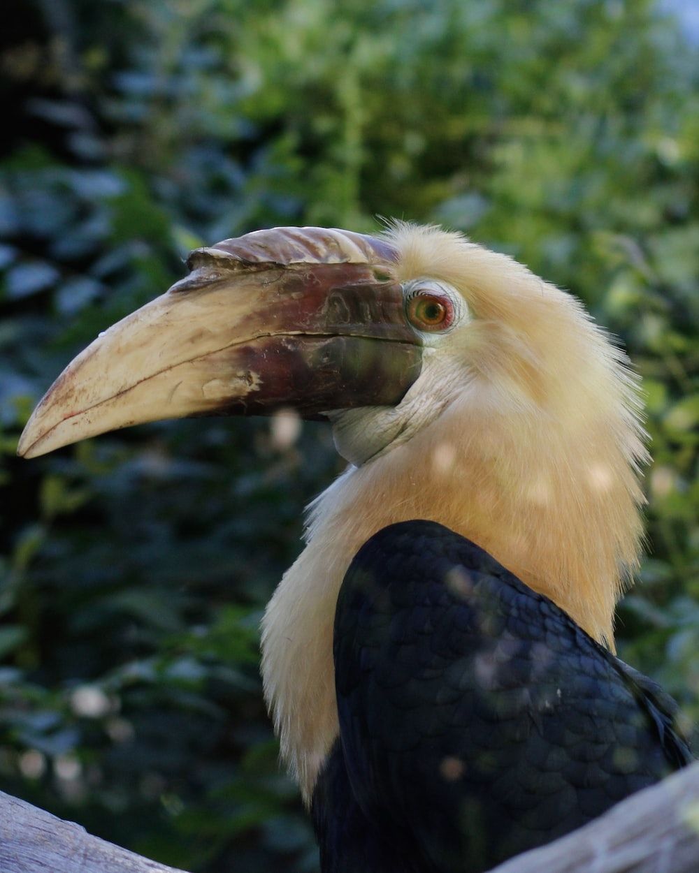 1000x1250 Hornbill Picture [HD]. Download Free Image